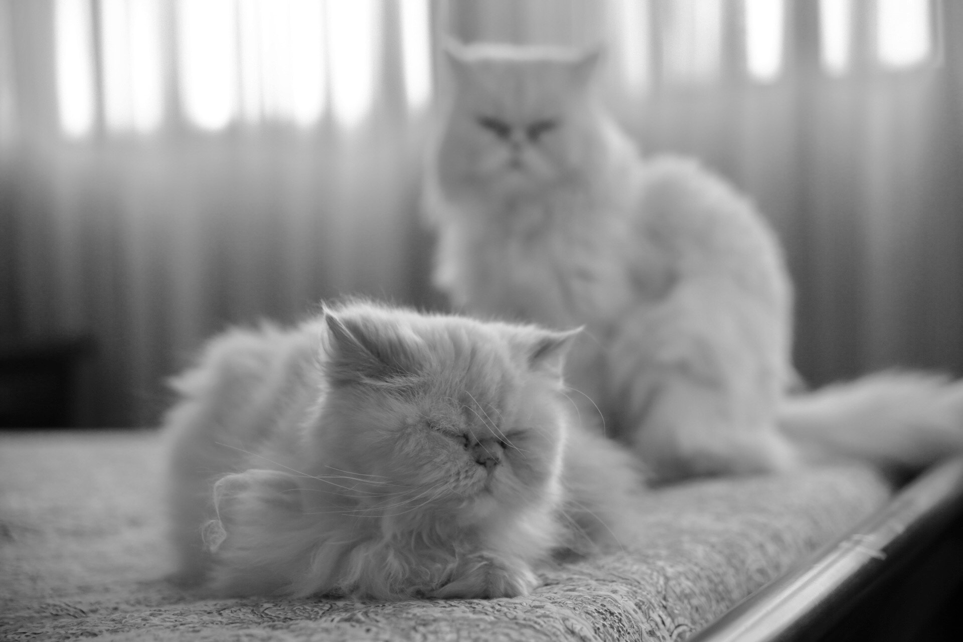 Canon EOS 6D sample photo. Cats life photography