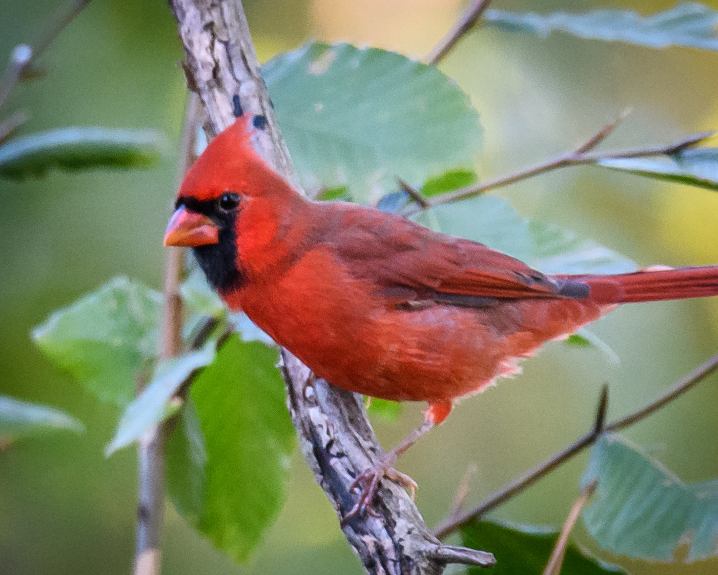 Nikon D500 + Sigma 50mm F2.8 EX DG Macro sample photo. Northern cardinal photography