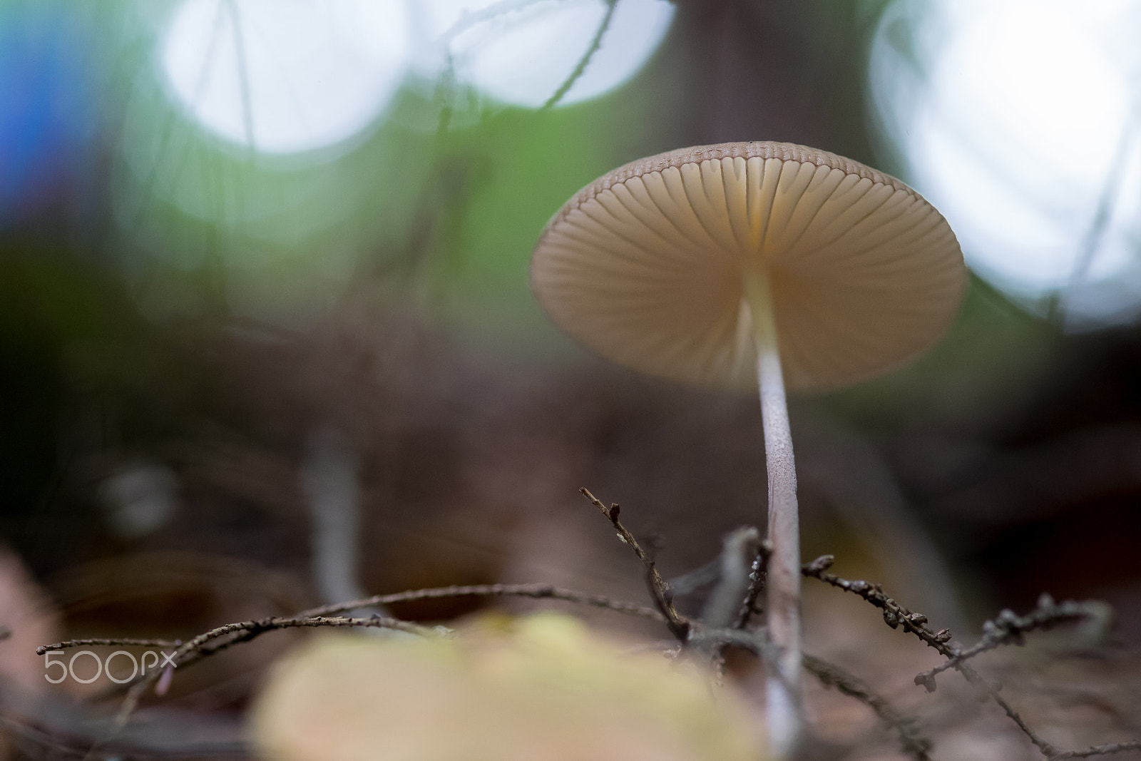 Nikon D5 sample photo. No title photography
