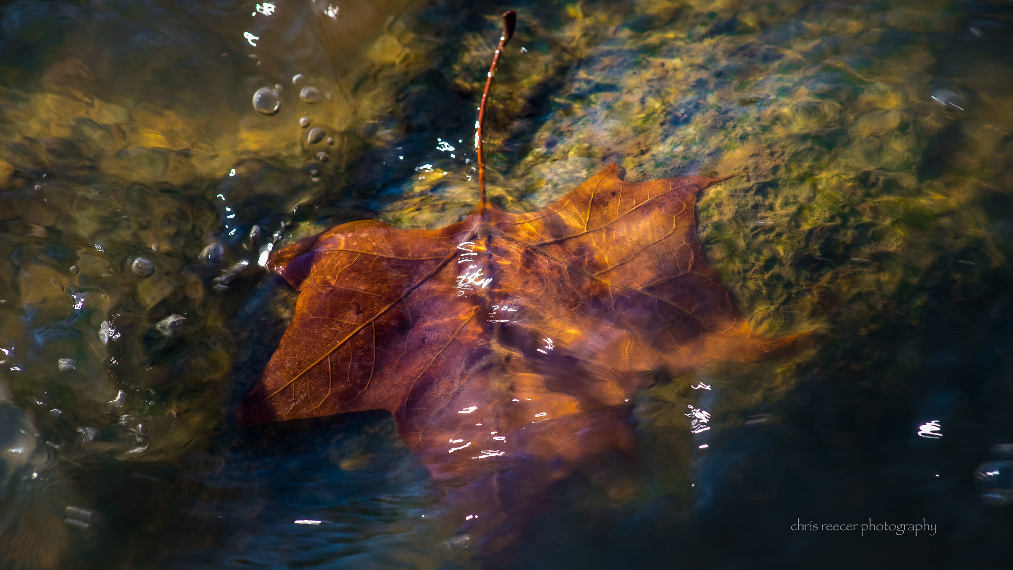 Nikon D500 sample photo. Sycamore leaf photography