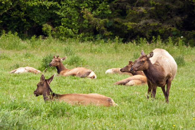 Canon EF 70-200mm F4L IS USM sample photo. Resting elk photography