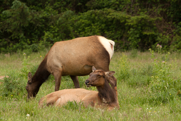 Canon EF 70-200mm F4L IS USM sample photo. Two cow elk photography