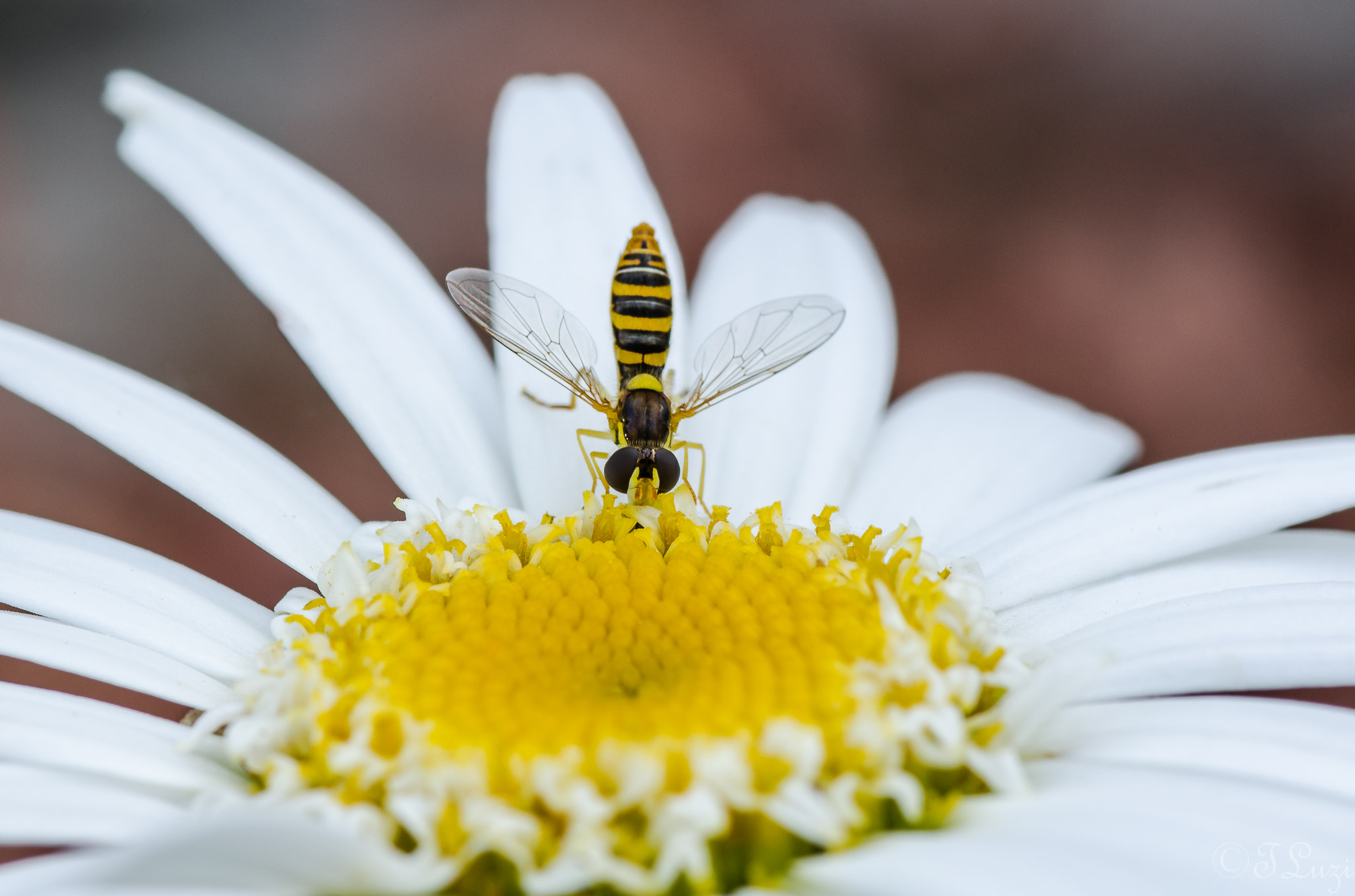 Nikon D5100 + Tokina AT-X Pro 100mm F2.8 Macro sample photo. Macro photography