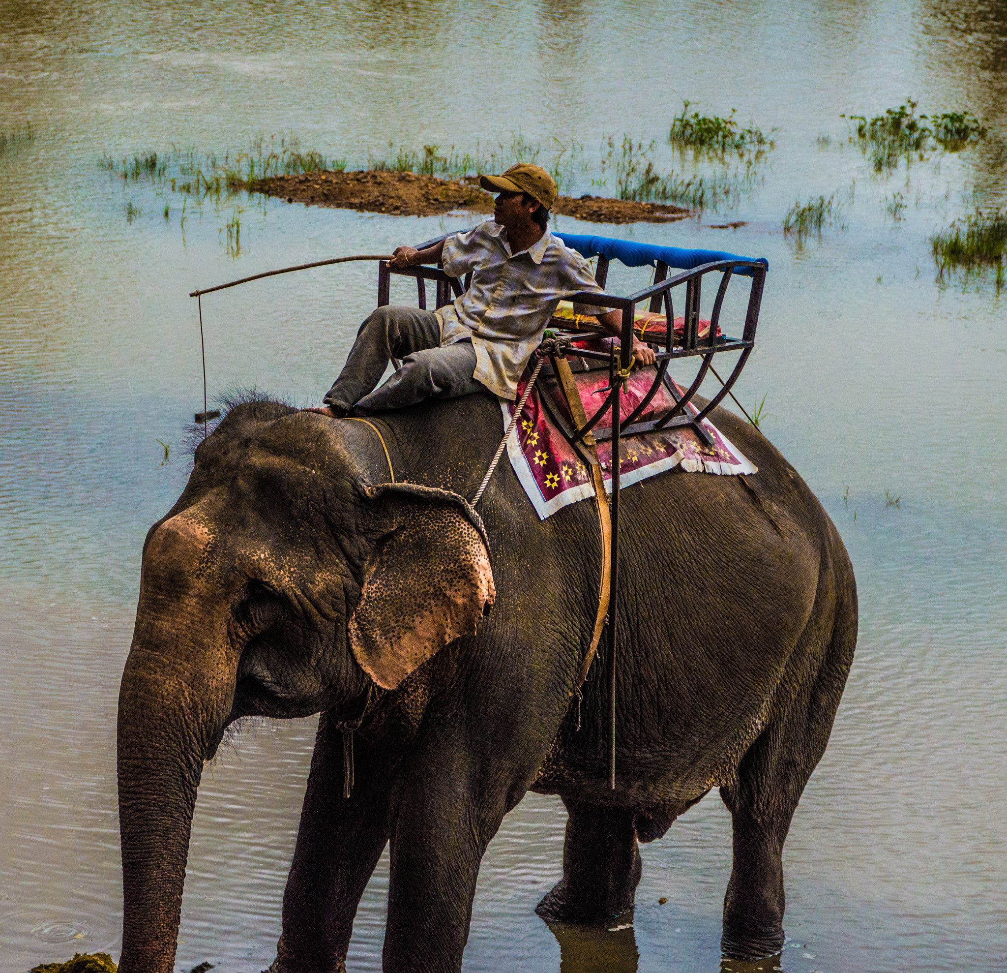 Sigma 17-70mm F2.8-4 DC Macro OS HSM | C sample photo. Elephant whisperer photography