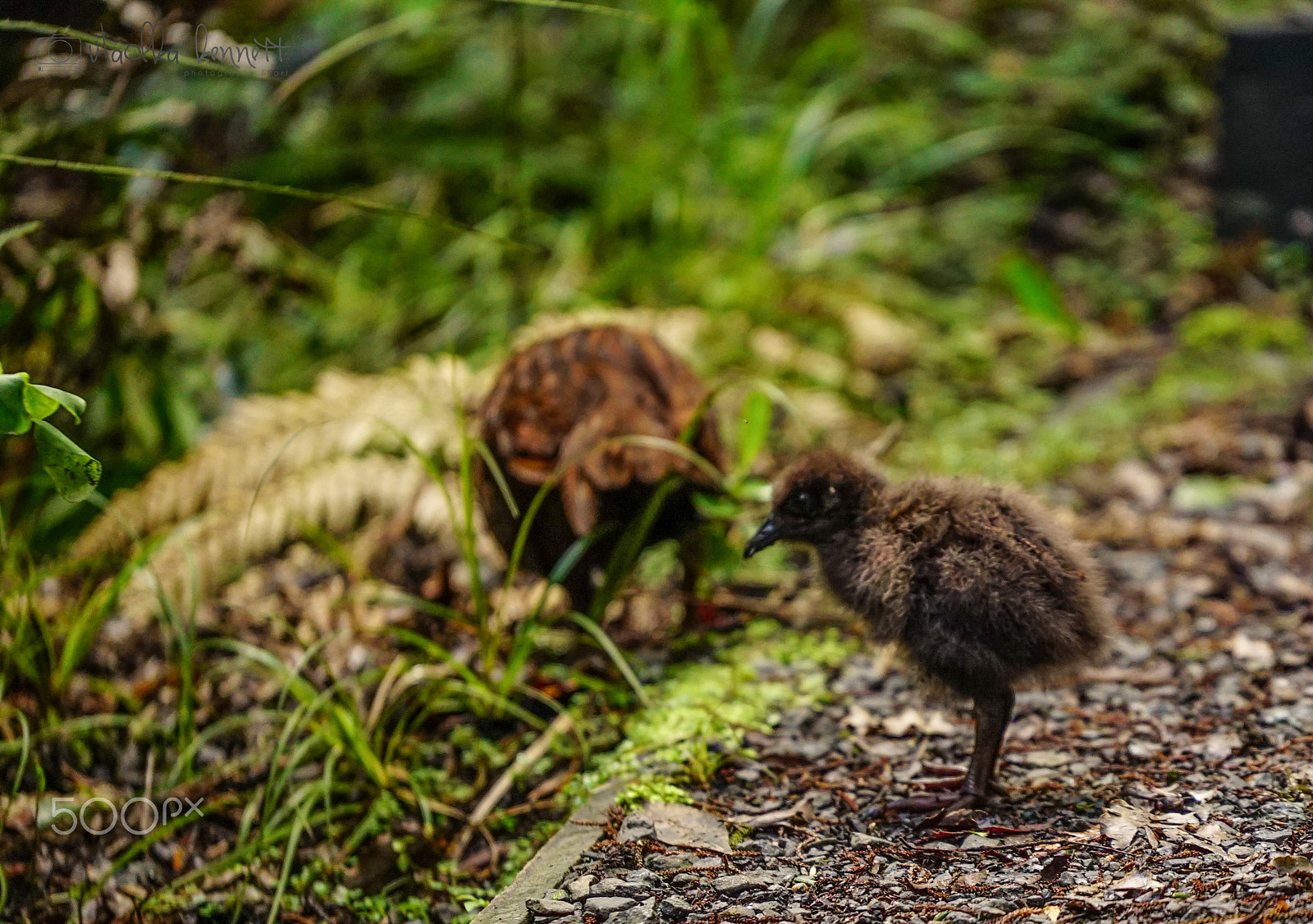 Sony a7S + Sony FE 70-200mm F4 G OSS sample photo. Dsc photography