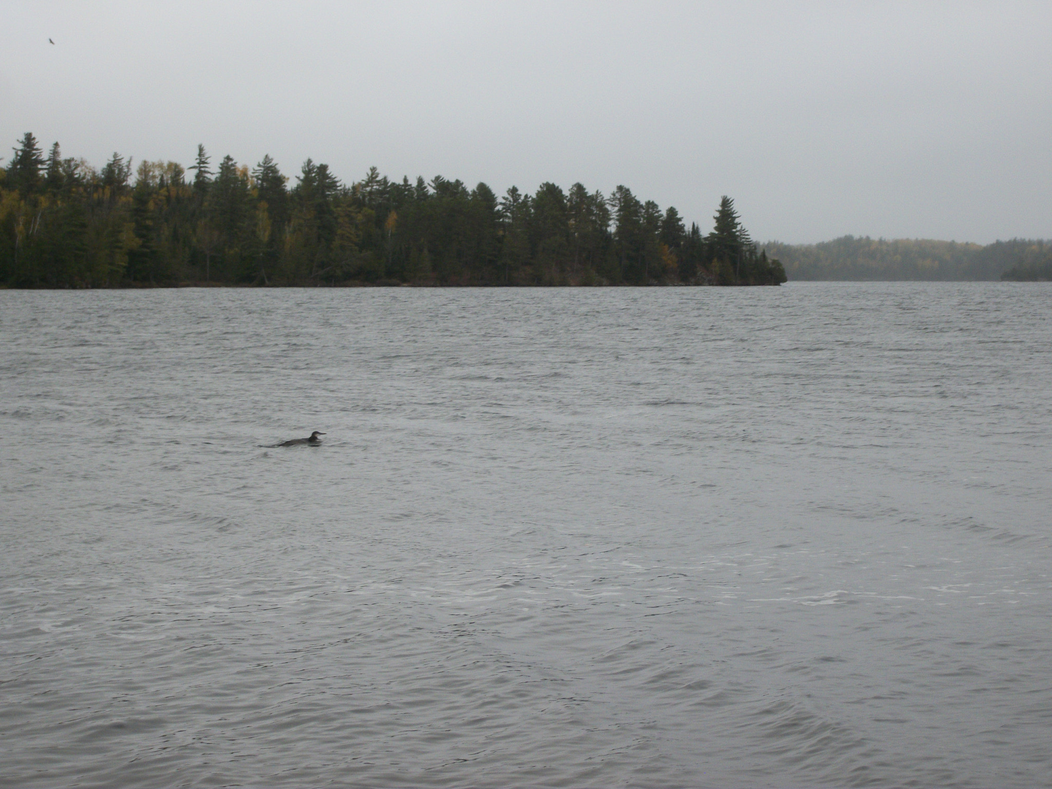 Kodak EASYSHARE C182 DIGITAL CAMERA sample photo. Loons wilderness canoeing 2016 photography