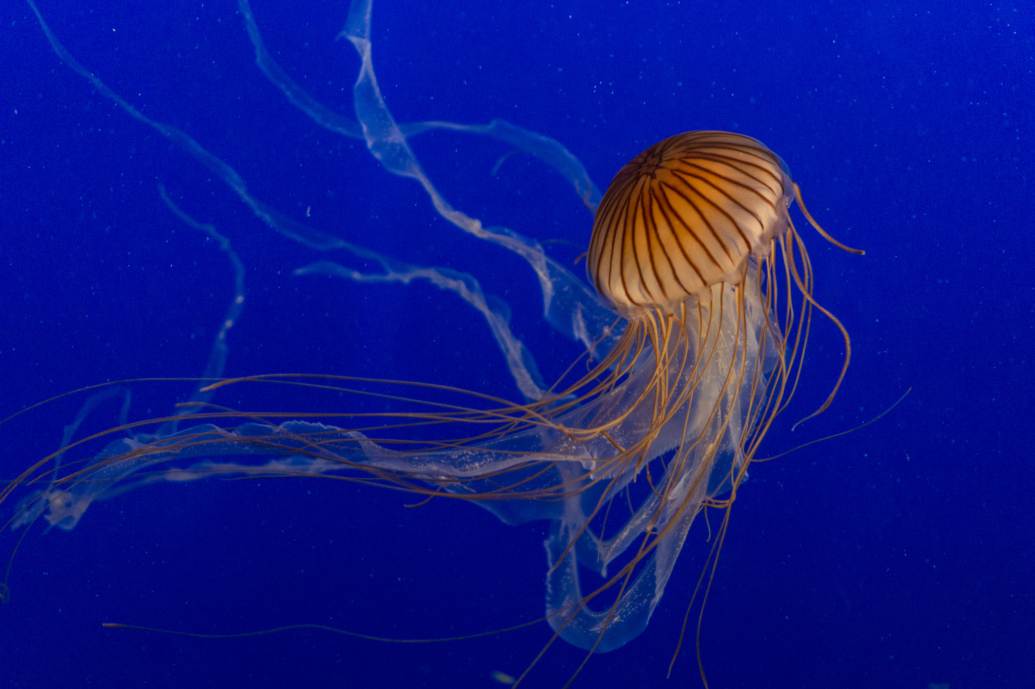 Sony Alpha a5000 (ILCE 5000) + Sony E 35mm F1.8 OSS sample photo. Vancouver aquarium jellyfish photography