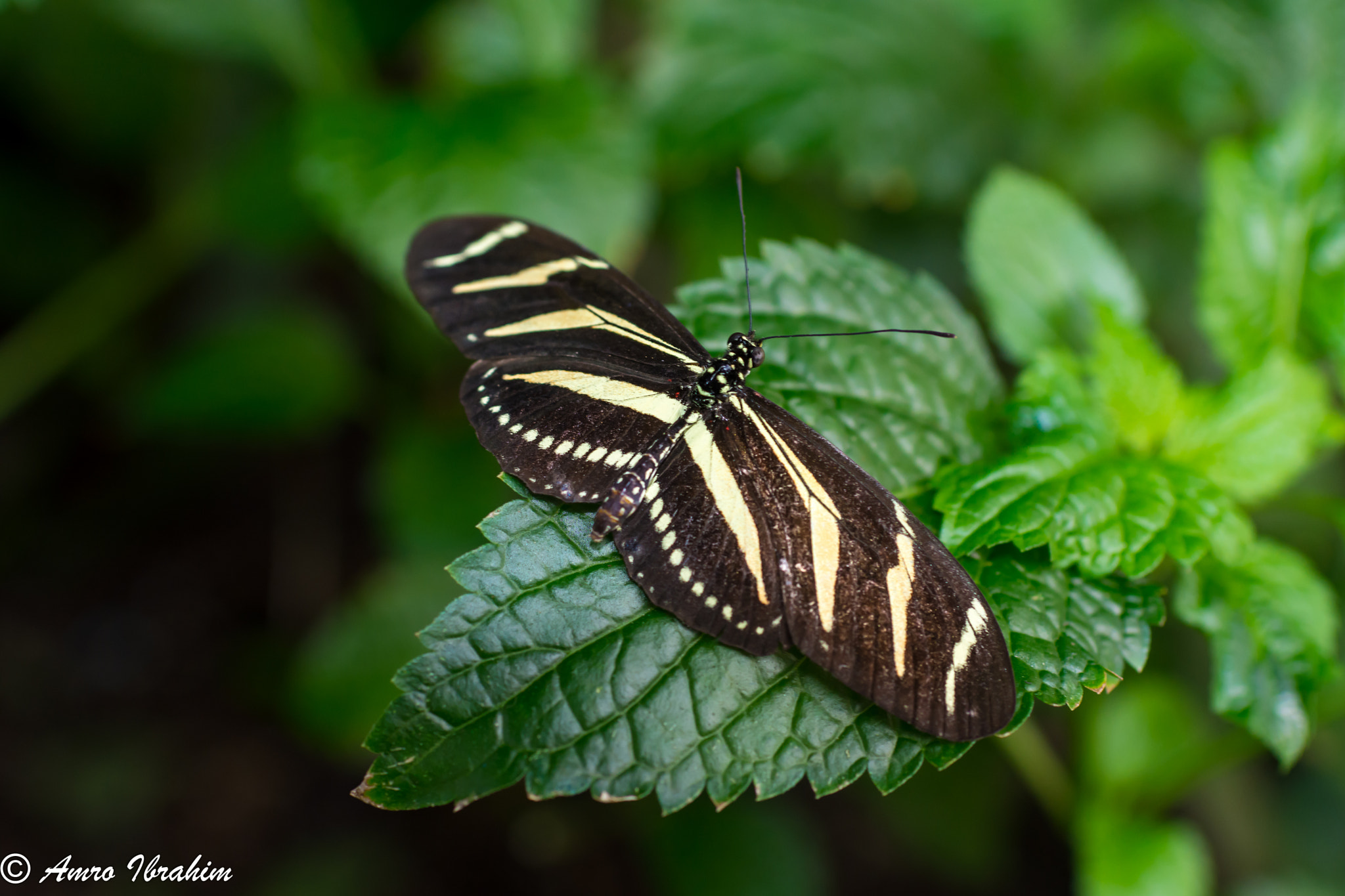 Nikon D7200 + Nikon AF-S Nikkor 35mm F1.8G ED sample photo. Butterfly photography