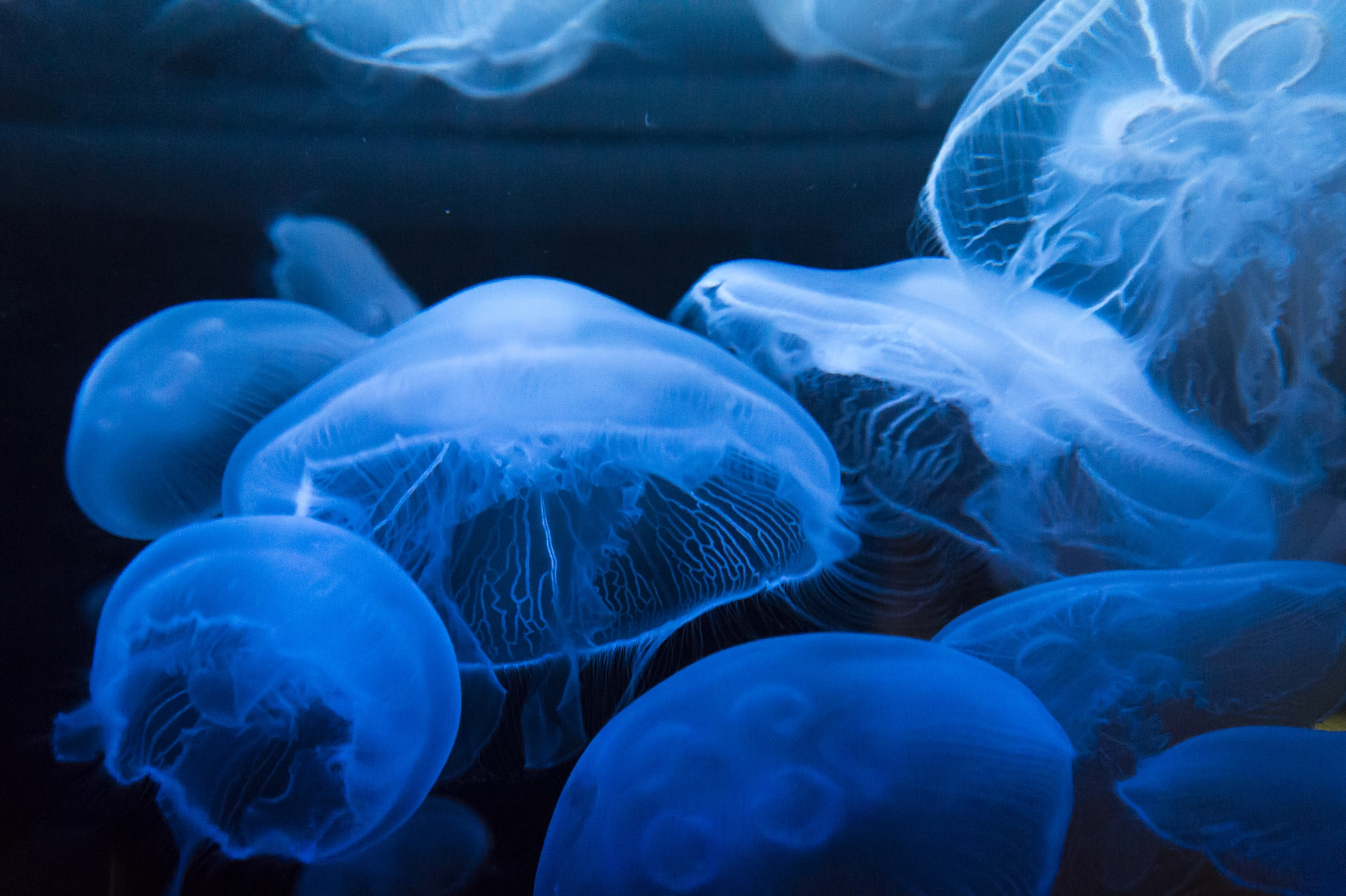 Sony Alpha a5000 (ILCE 5000) + Sony E 35mm F1.8 OSS sample photo. Vancouver aquarium jellyfishes photography