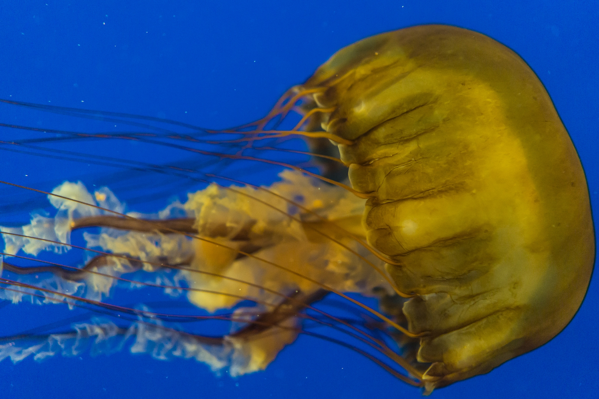 Sony Alpha a5000 (ILCE 5000) + Sony E 35mm F1.8 OSS sample photo. Vancouver aquarium jellyfish photography