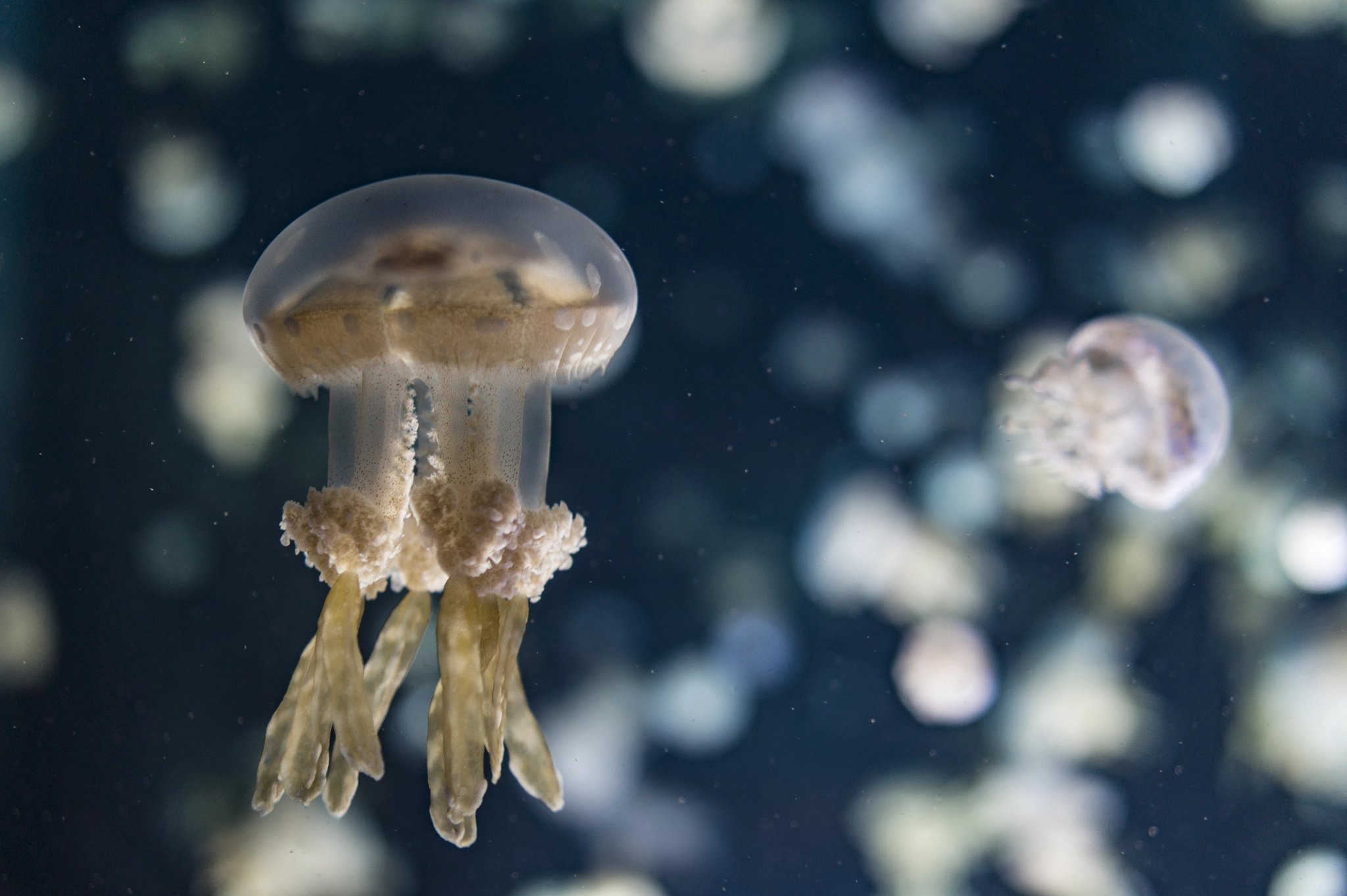 Sony Alpha a5000 (ILCE 5000) + Sony E 35mm F1.8 OSS sample photo. Vancouver aquarium jellyfishes photography