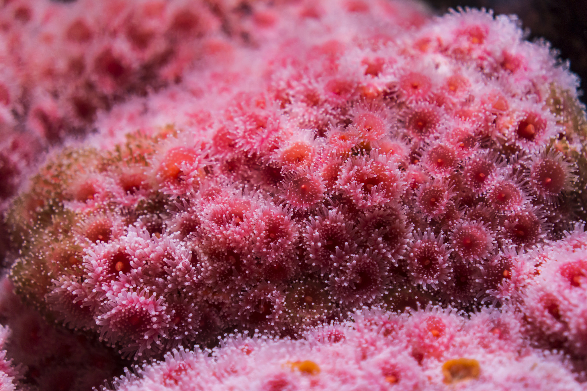 Sony Alpha a5000 (ILCE 5000) + Sony E 35mm F1.8 OSS sample photo. Vancouver aquarium coral photography