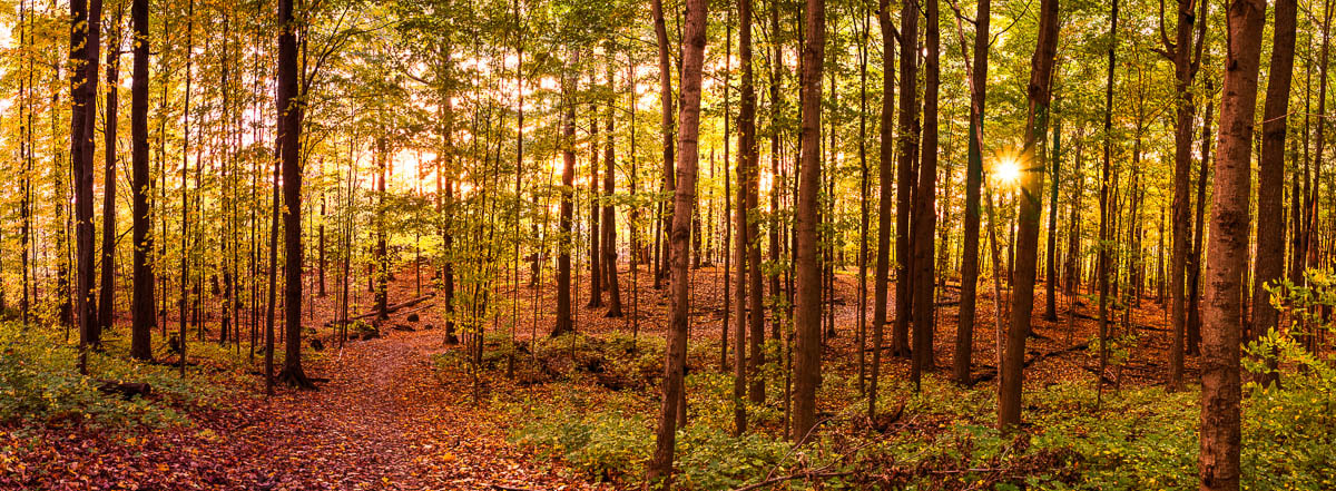 AF Zoom-Nikkor 28-105mm f/3.5-4.5D IF sample photo. Fall photography