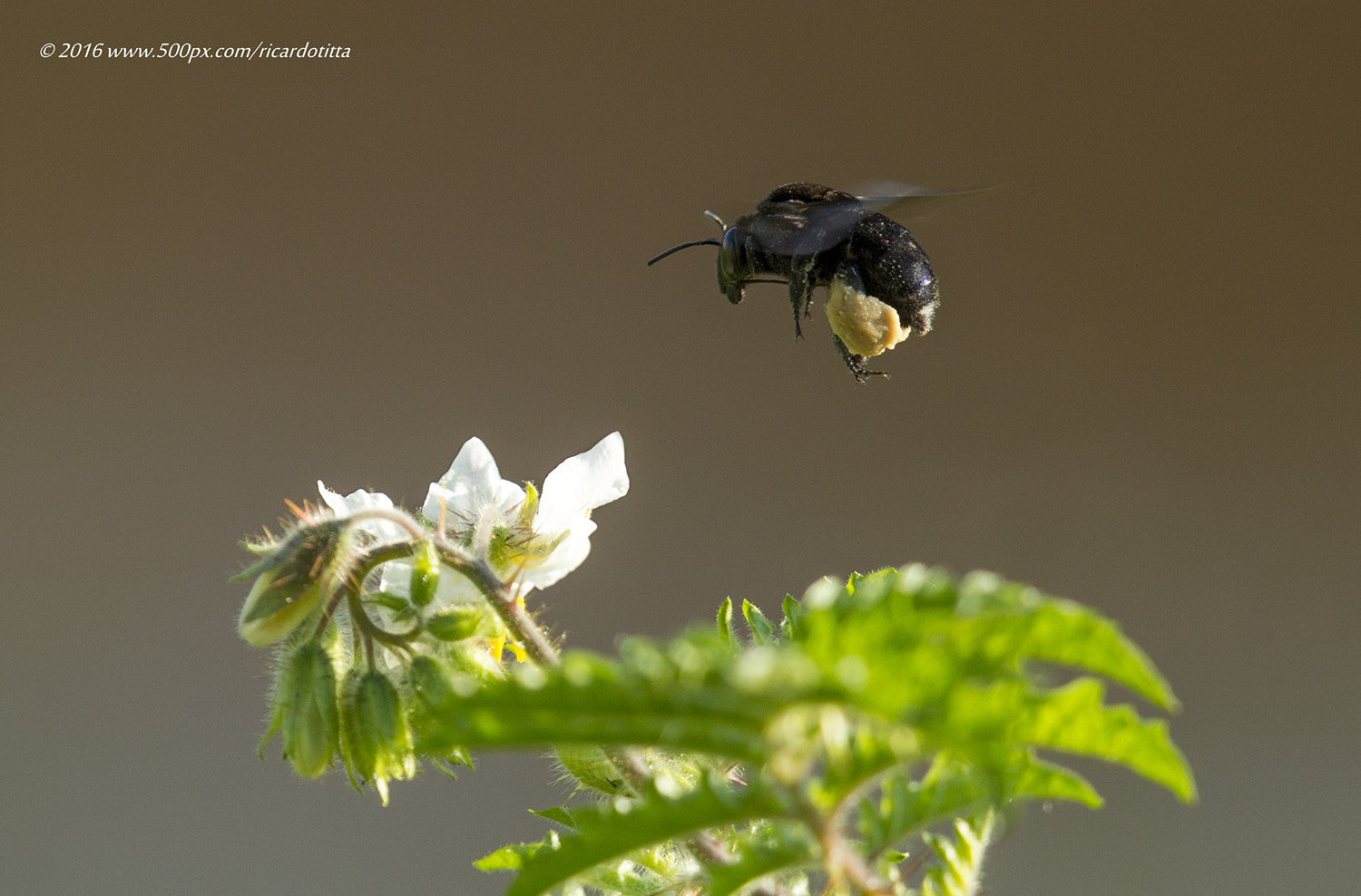 Canon EF 400mm F2.8L IS USM sample photo