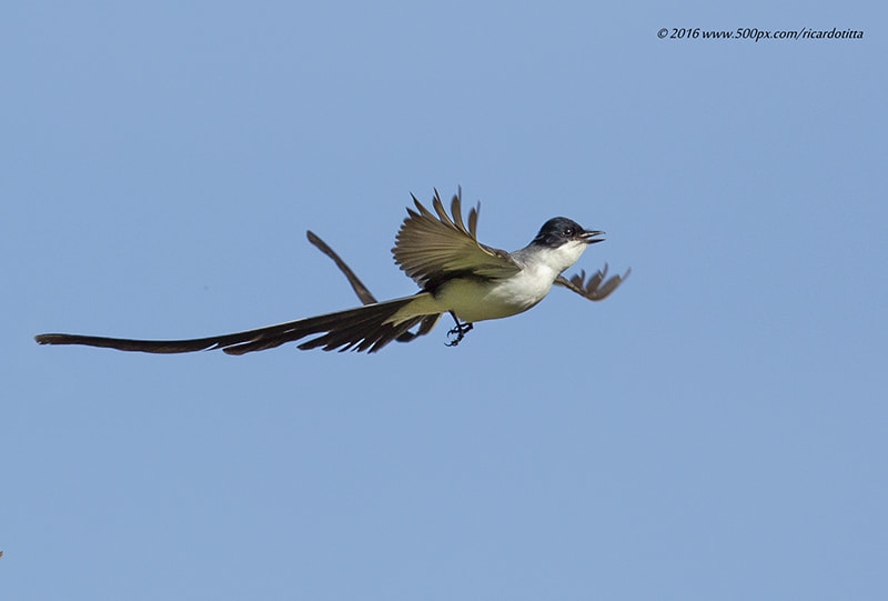 Canon EF 400mm F2.8L IS USM sample photo. Tesourinha photography
