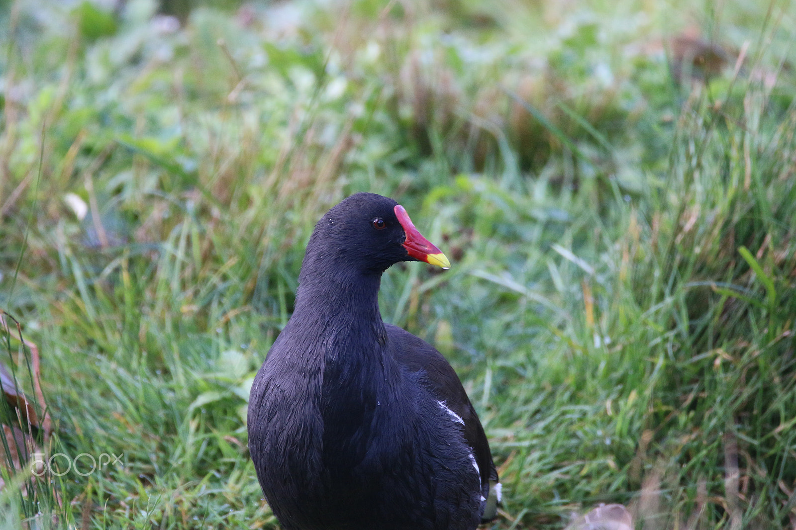 Sigma 150-600mm F5-6.3 DG OS HSM | C sample photo. Schwarz-rot-gold photography