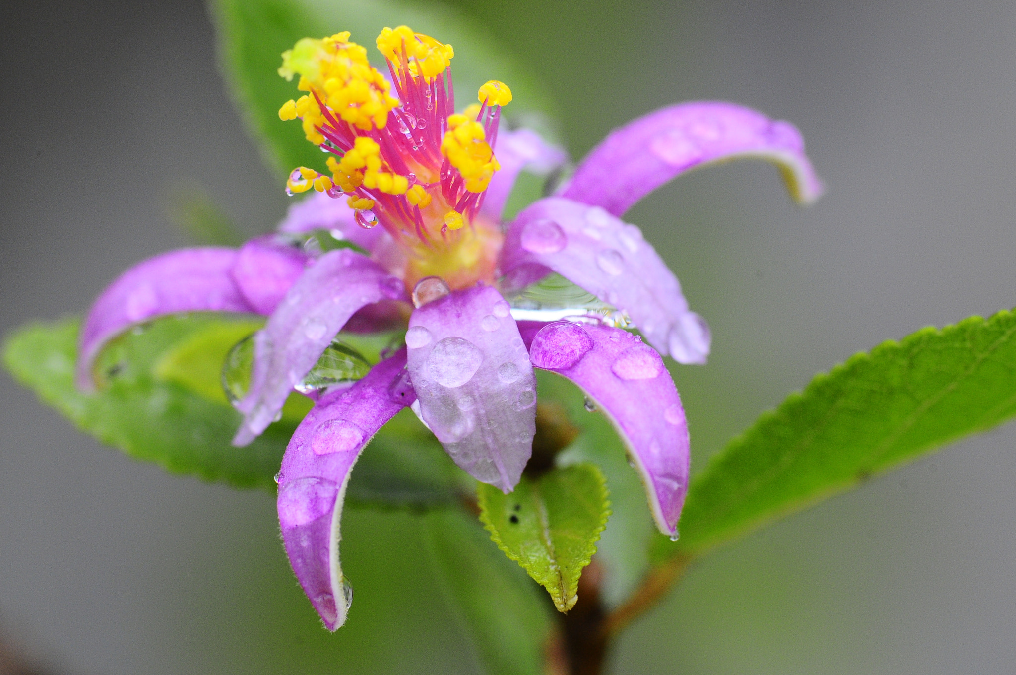 Nikon D300 + Manual Lens No CPU sample photo. Desert rose photography