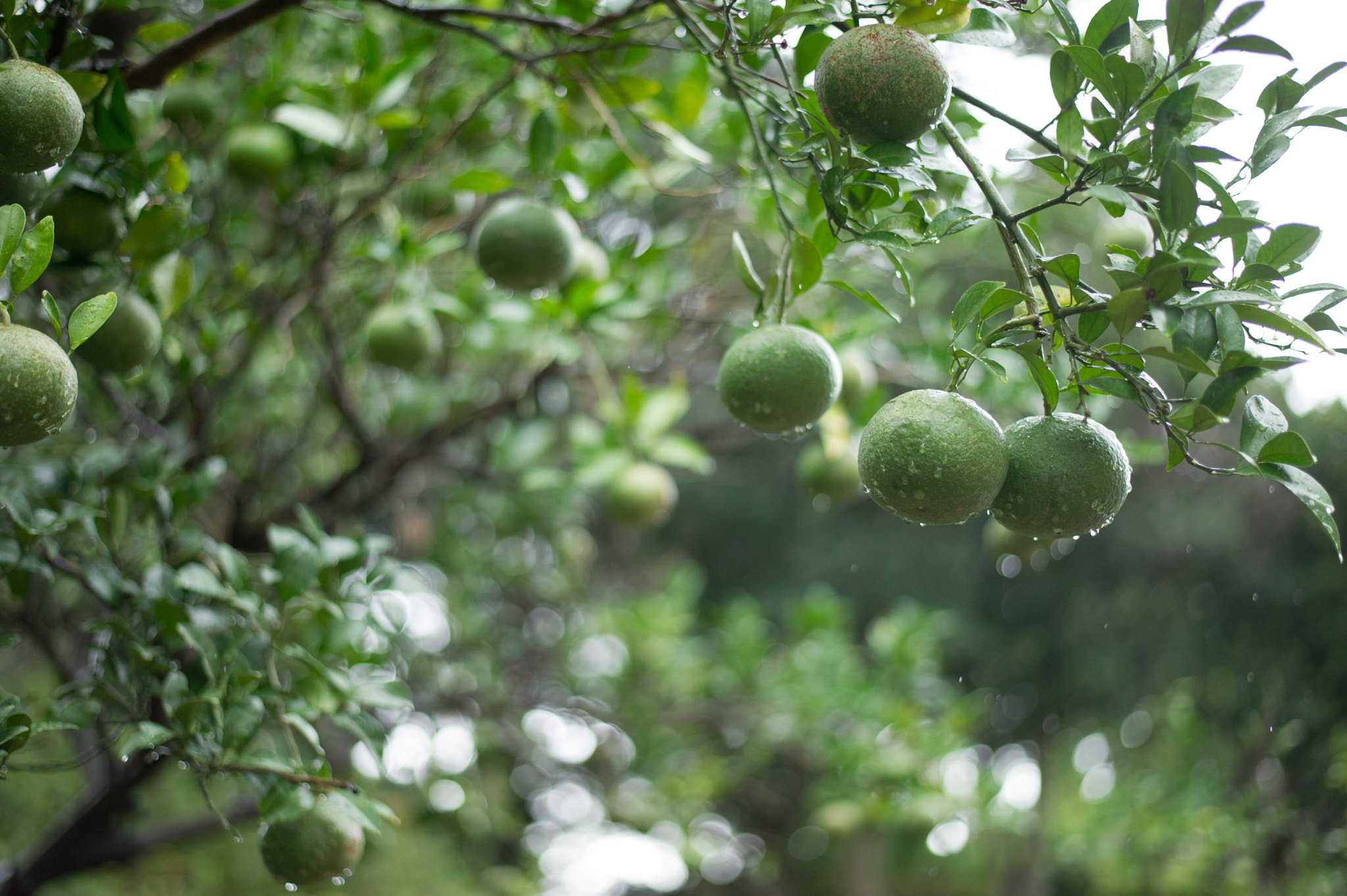 Nikon D3S + Nikon AF-S Nikkor 50mm F1.8G sample photo. Tangerine tree photography