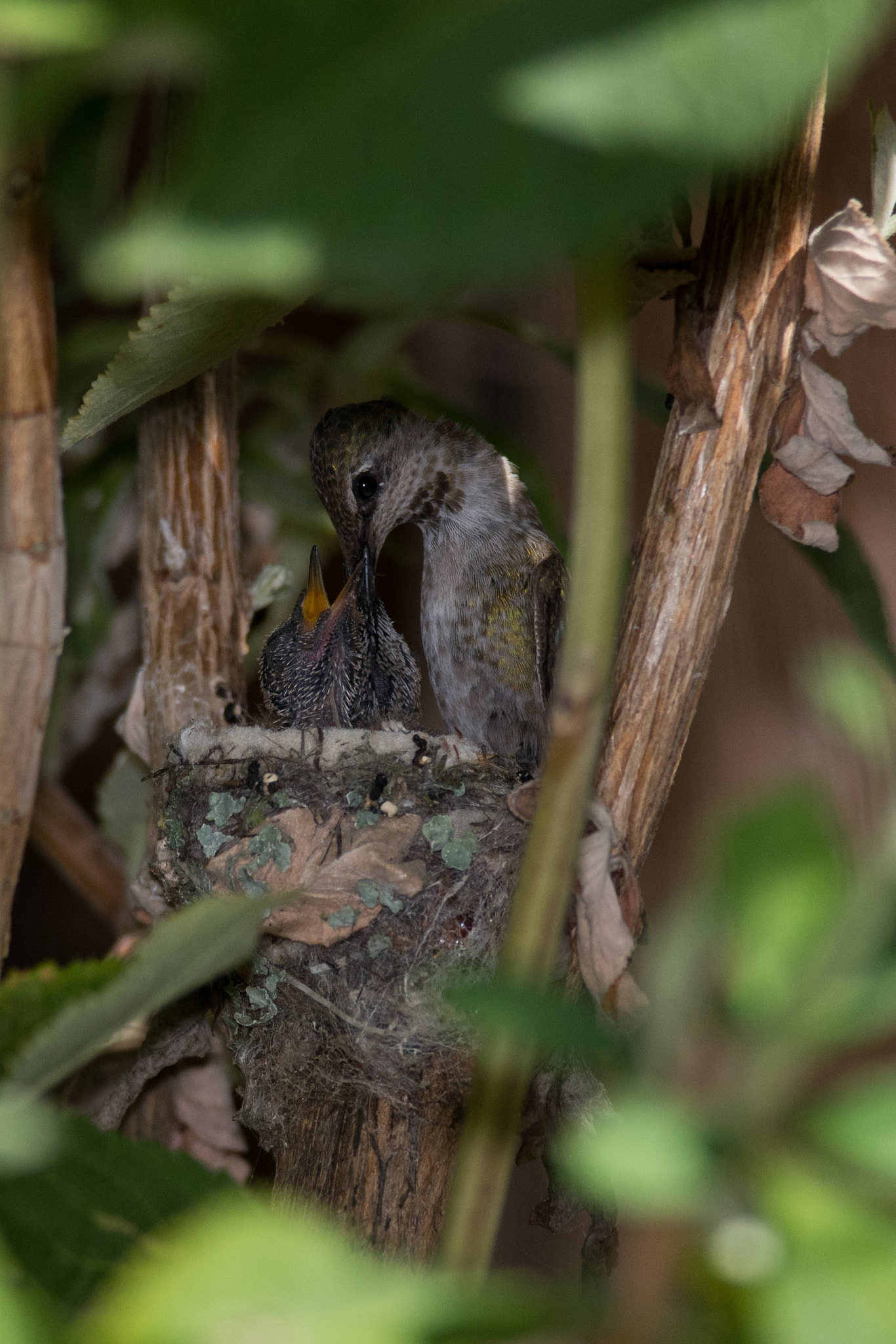 Nikon D750 + Nikon AF-S Nikkor 300mm F4D ED-IF sample photo. Feeding time! photography