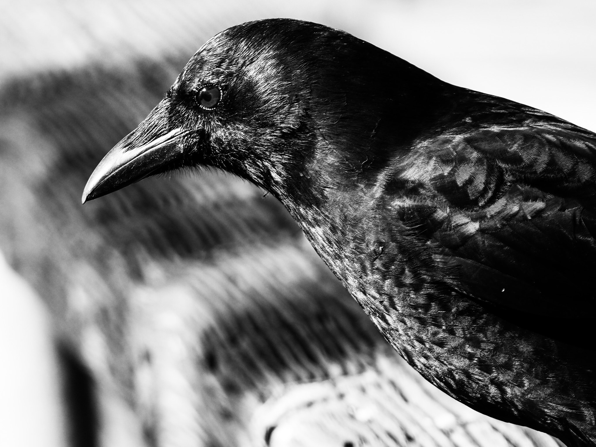 Olympus OM-D E-M5 II + OLYMPUS M.300mm F4.0 sample photo. Crow photography