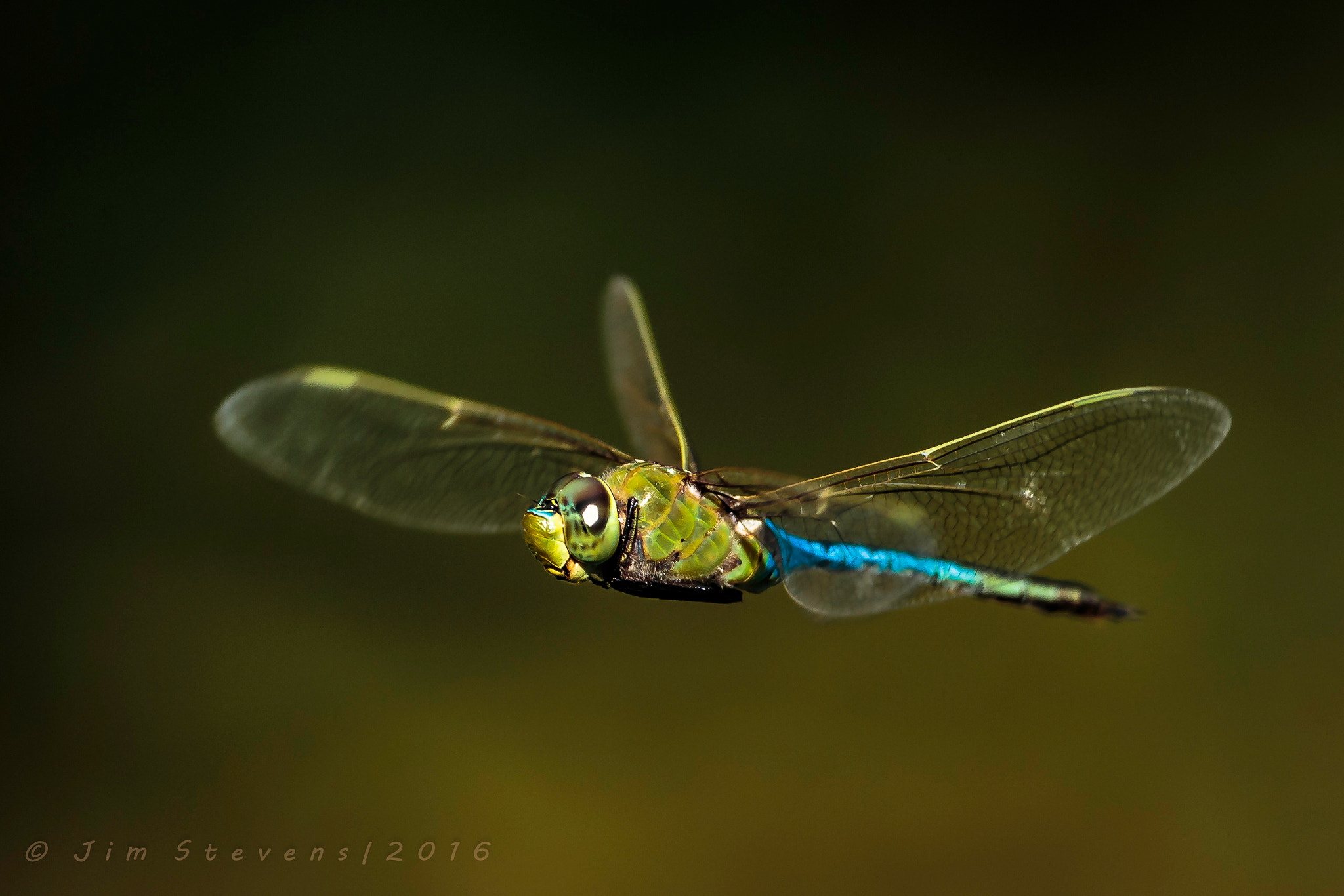 Canon EOS-1D X + Canon EF 600mm f/4L IS sample photo. Common green darner dragonfly (anax junius) in flight photography