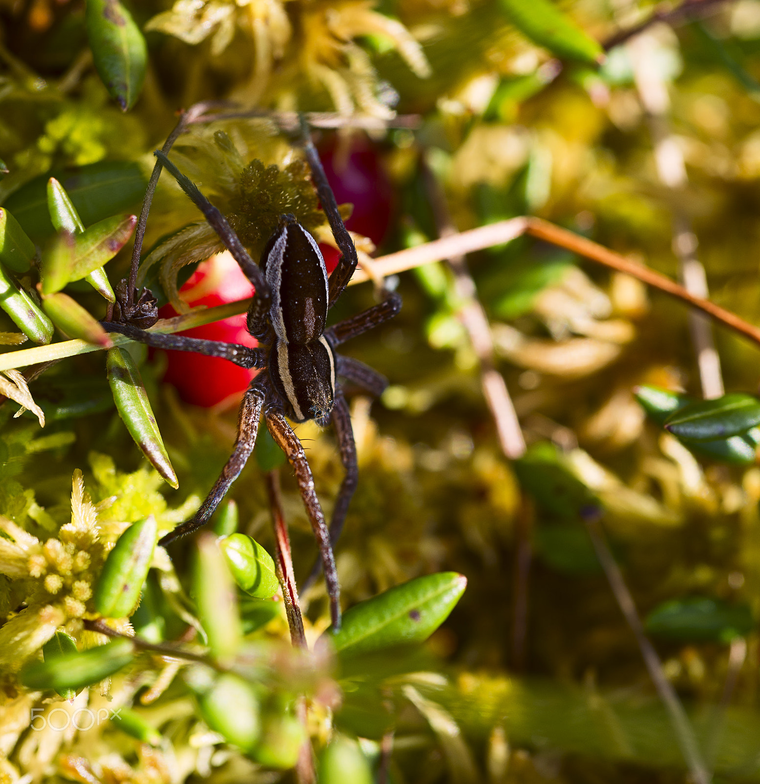 Nikon D800 sample photo. Phiddipus regius jumping spider with parasite photography