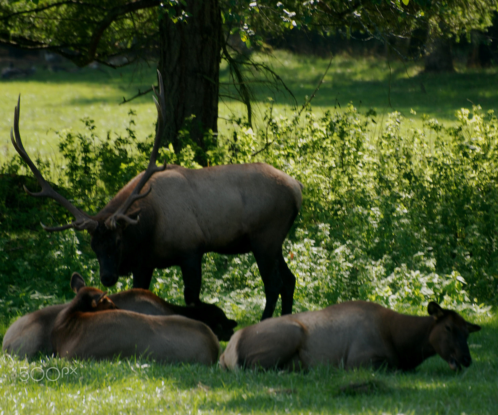 Nikon D60 sample photo. Roosevelt elk photography