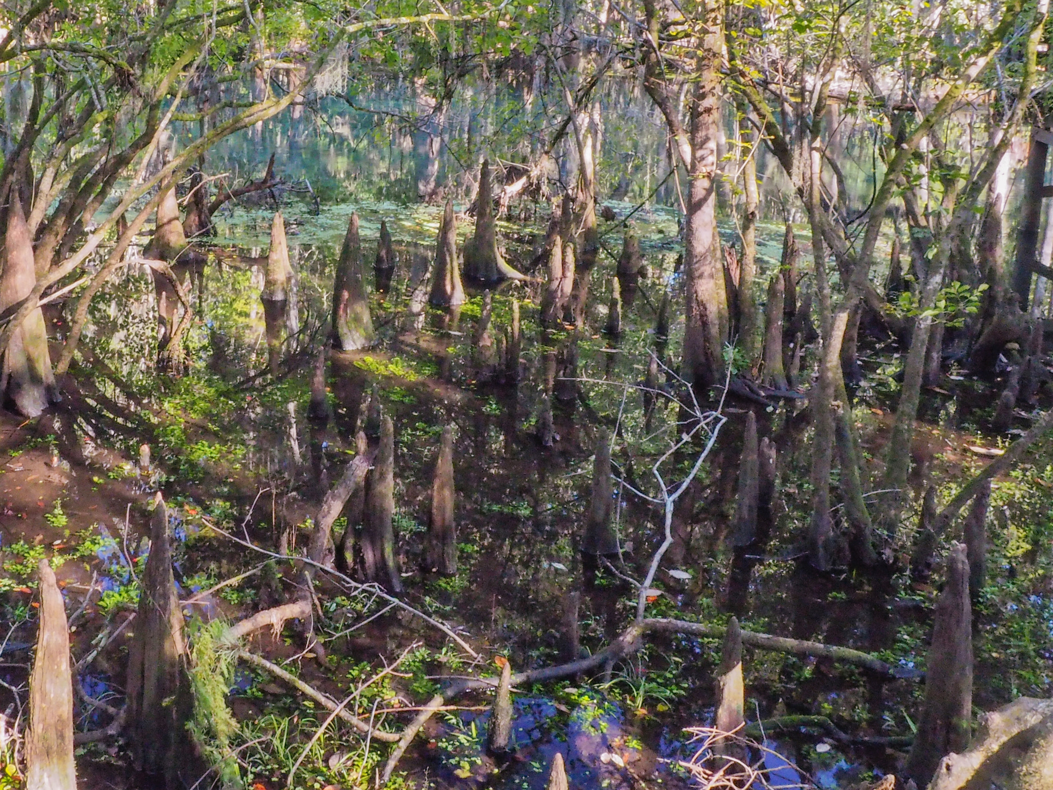 Olympus M.Zuiko Digital 14-42mm F3.5-5.6 II R sample photo. Manatee cypress trees have knees photography