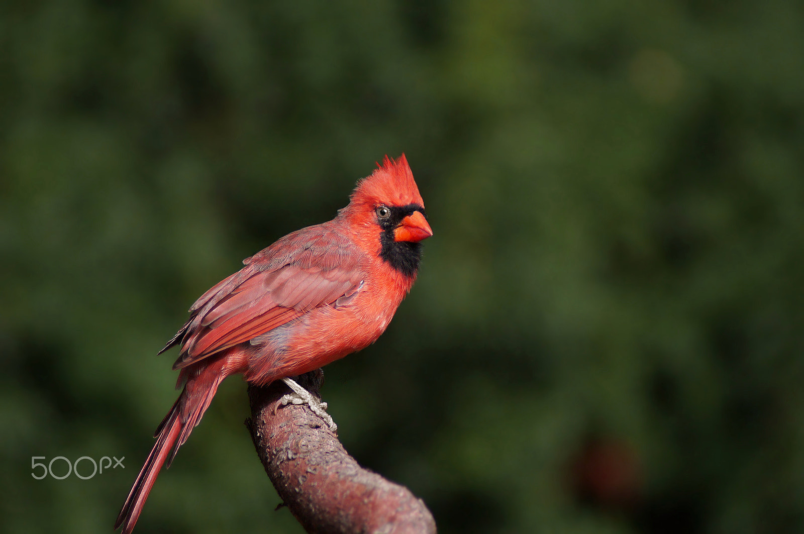 Sony 75-300mm F4.5-5.6 sample photo. Dressed in red photography