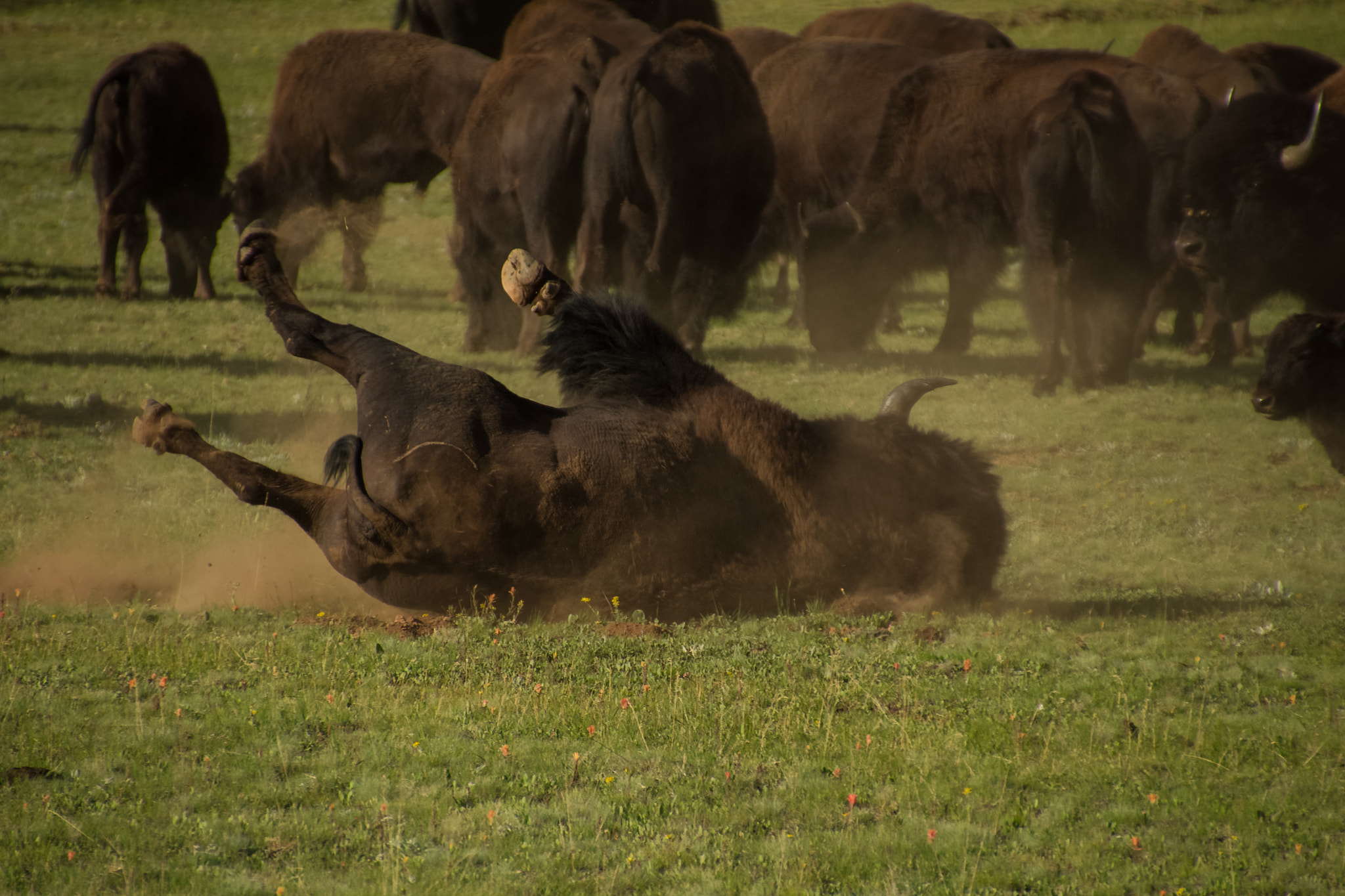 Canon EOS 100D (EOS Rebel SL1 / EOS Kiss X7) sample photo. Grandcanyonbison photography