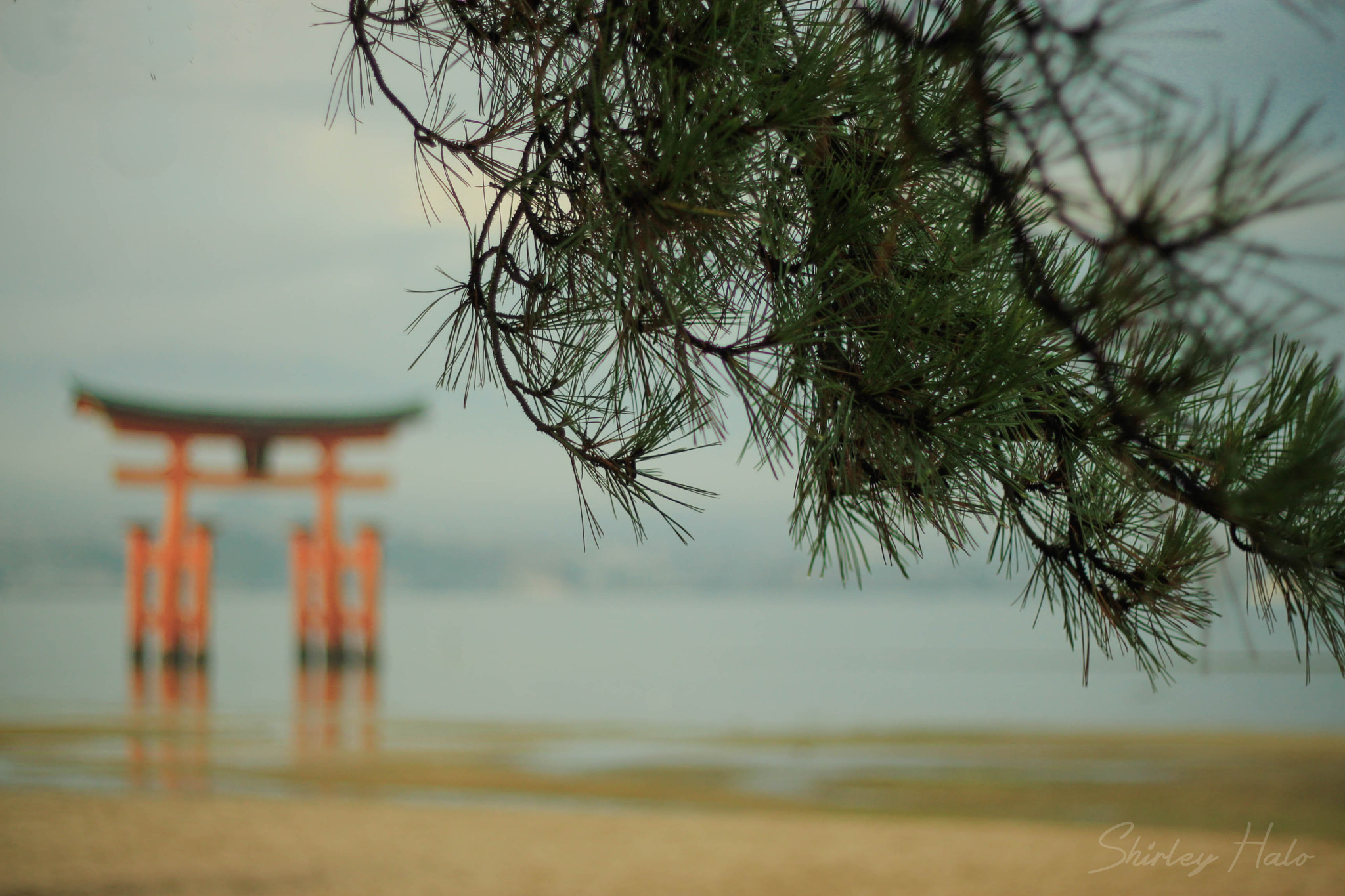 Canon EOS 500D (EOS Rebel T1i / EOS Kiss X3) sample photo. 宮島 miyajima photography