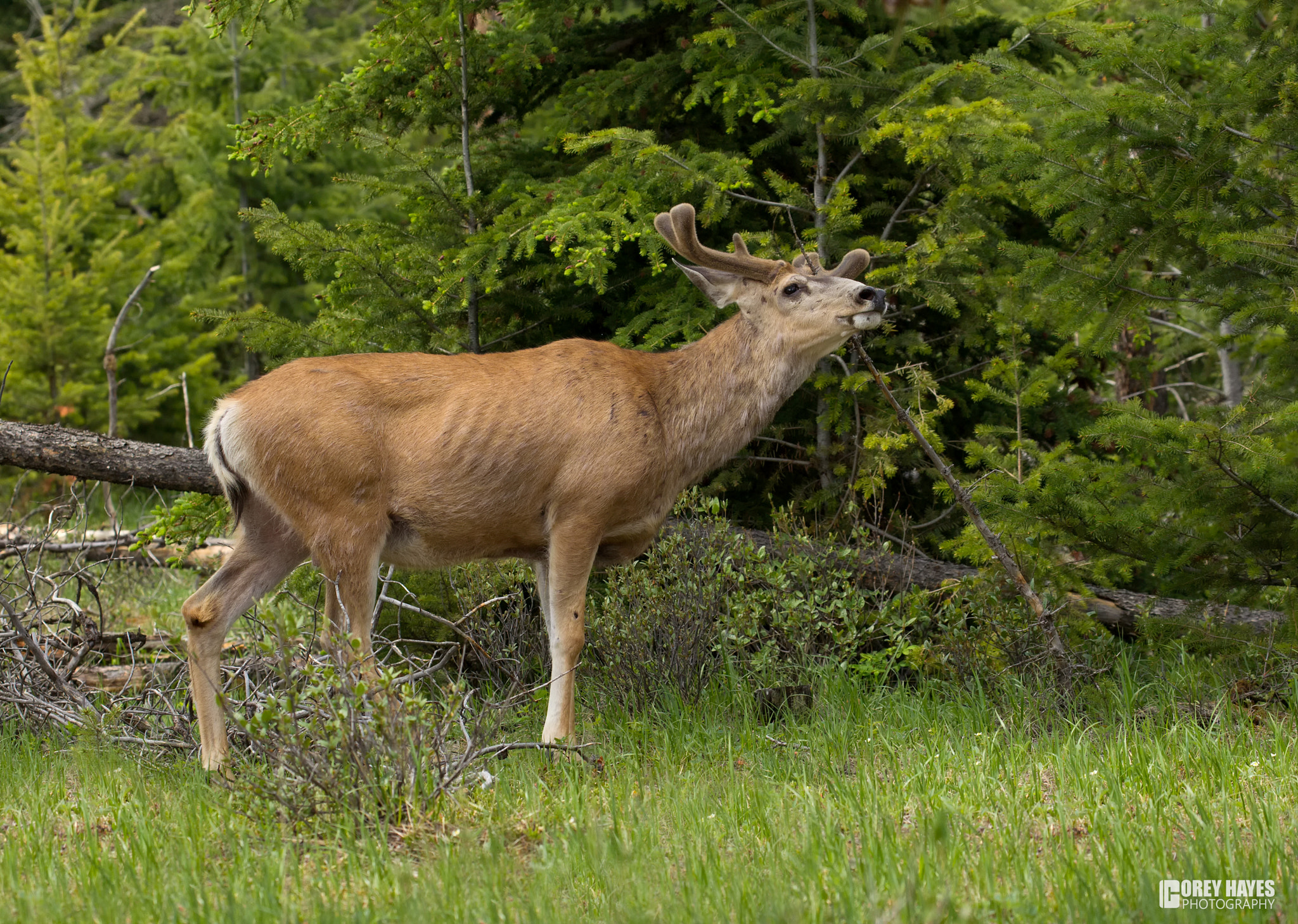 Canon EOS-1D Mark IV sample photo. Mule deer photography