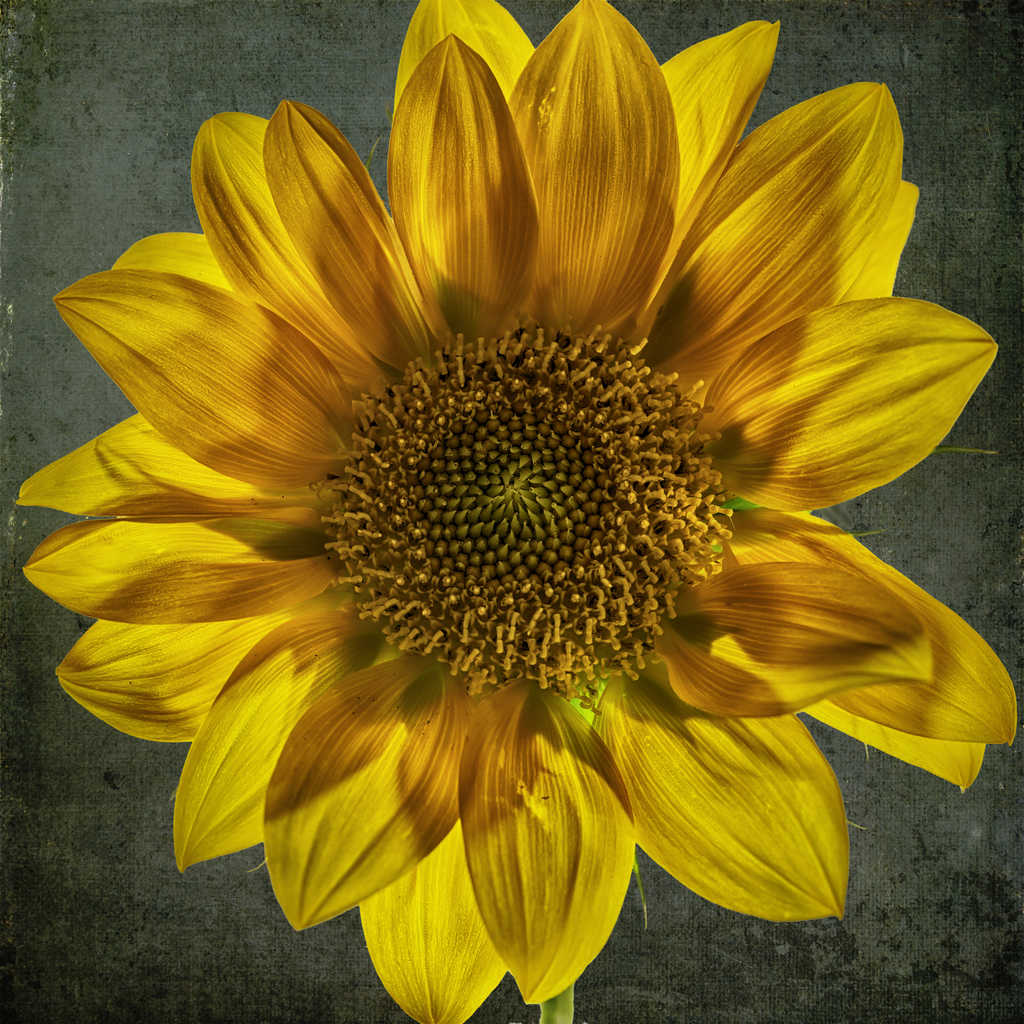 Canon EF 100mm F2.8L Macro IS USM sample photo. Sunflower. photography