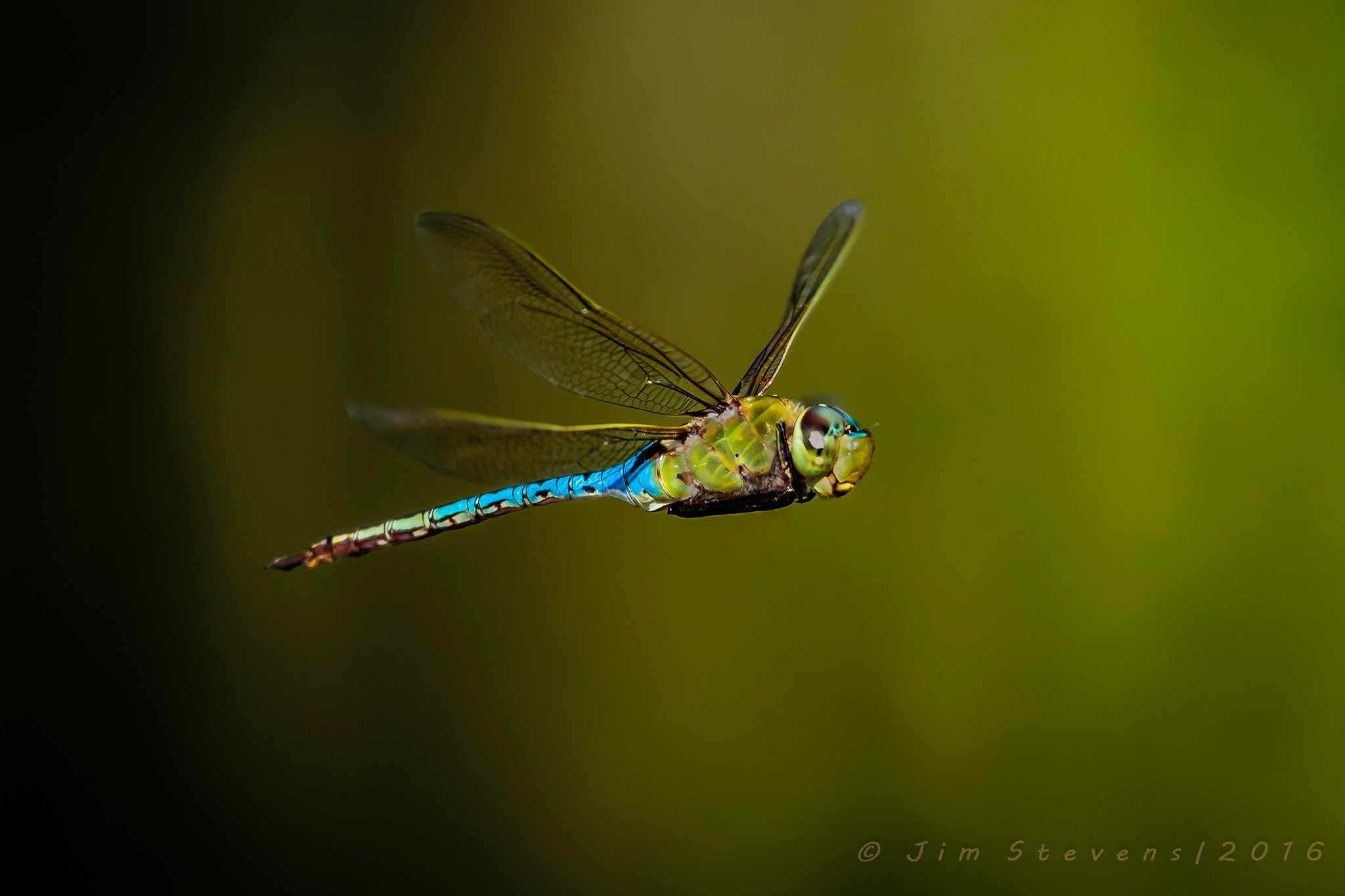 Canon EOS-1D X + Canon EF 600mm f/4L IS sample photo. Common green darner dragonfly (anax junius) in flight photography