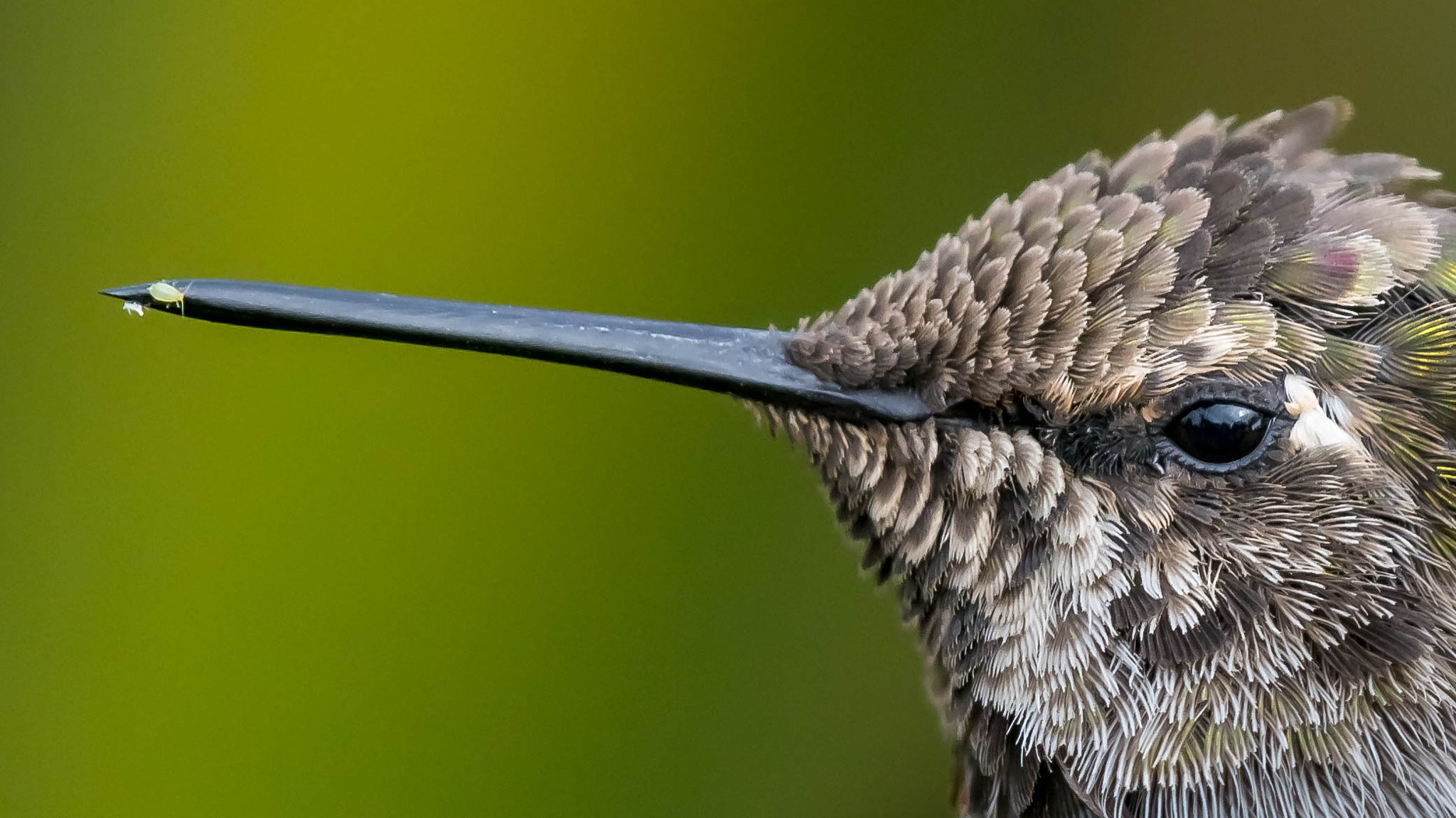 Nikon Nikkor AF-S 300mm F4E PF ED VR sample photo. Hummingbird hitch-hikers photography