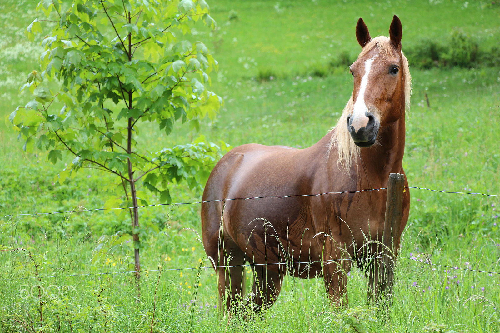Canon EOS 650D (EOS Rebel T4i / EOS Kiss X6i) sample photo. I wonder what he is thinking... photography