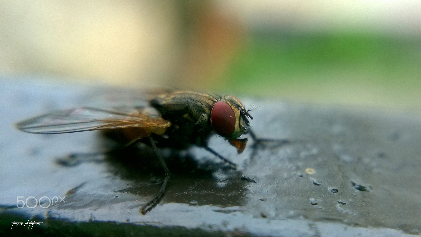 Nokia Lumia 730 Dual SIM sample photo. A close shot of fly photography