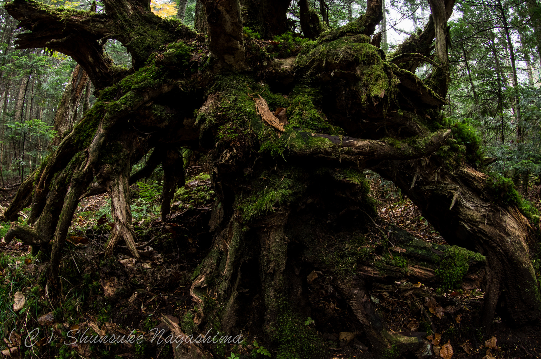 Pentax K-3 sample photo. The roots of the fragrant wood photography