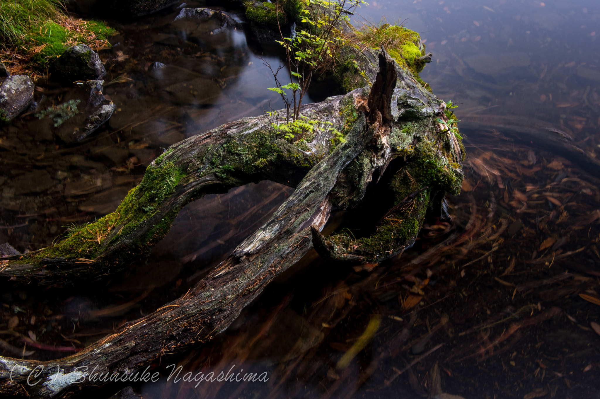 Pentax K-3 sample photo. Dead tree photography