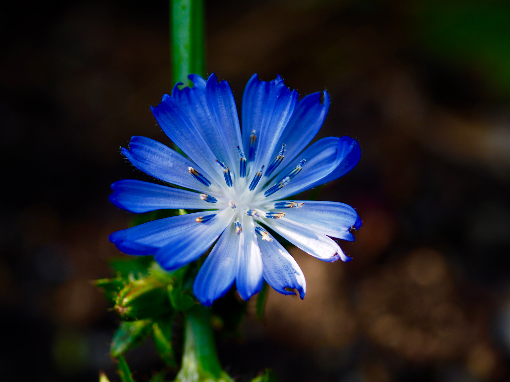 Olympus Zuiko Digital 35mm F3.5 Macro sample photo. Blue photography