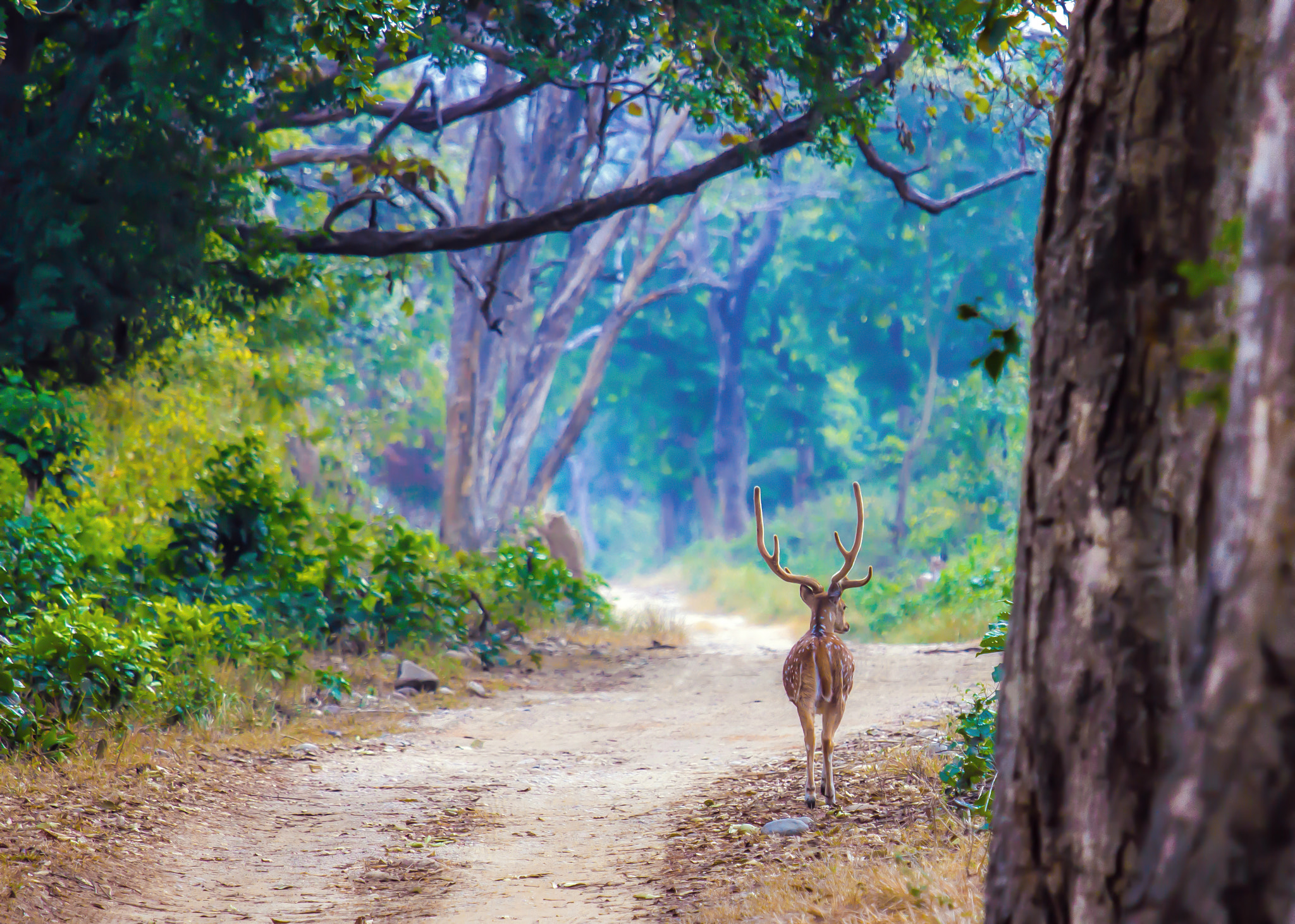Canon EF 70-200mm F4L IS USM sample photo. Stag entry photography