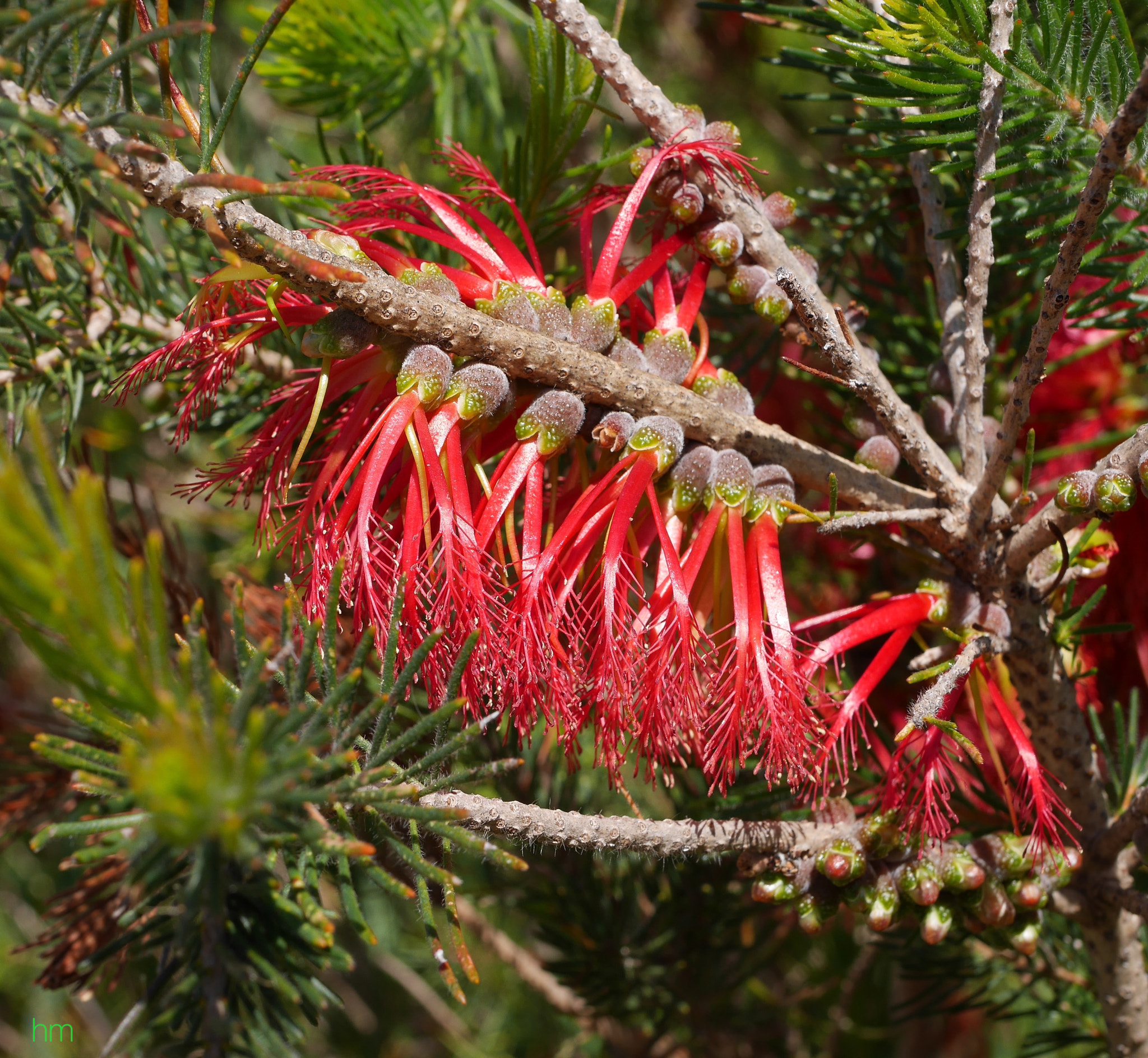 Panasonic Lumix G Macro 30mm F2.8 ASPH Mega OIS sample photo. One-sided bottlebrush. photography