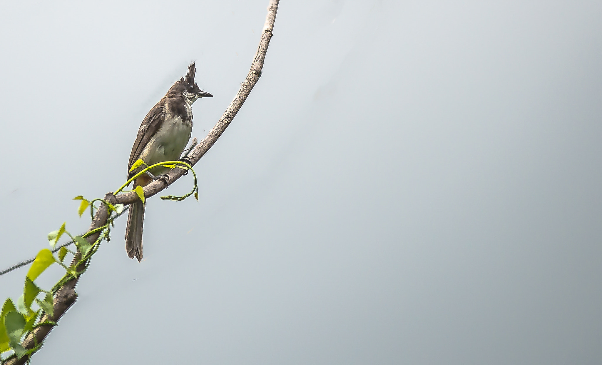 Nikon D600 + Sigma 70-200mm F2.8 EX DG OS HSM sample photo. Red-whiskered bulbul photography