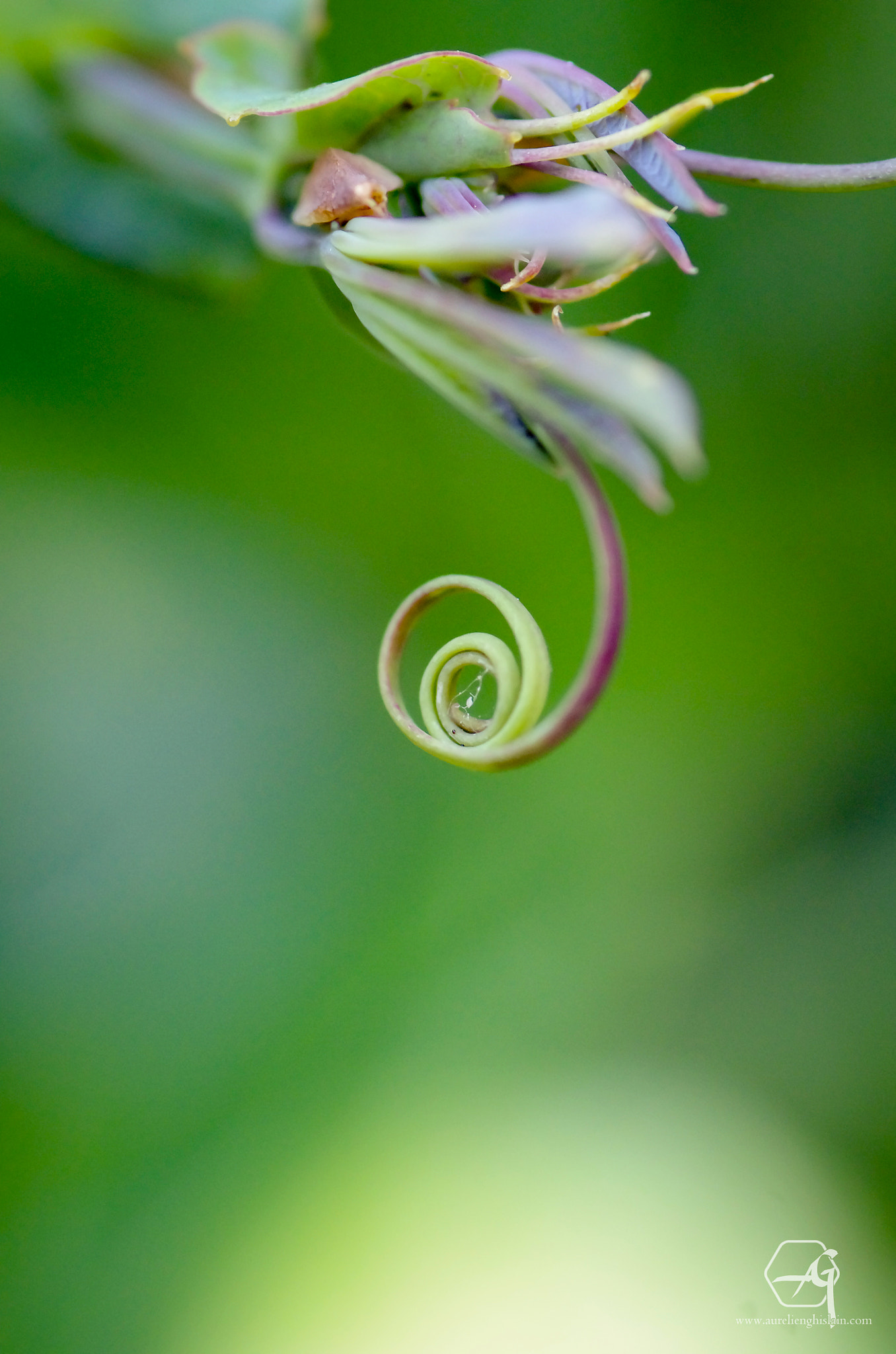 Pentax K-5 + Tamron SP AF 90mm F2.8 Di Macro sample photo. La langue du caméléon photography