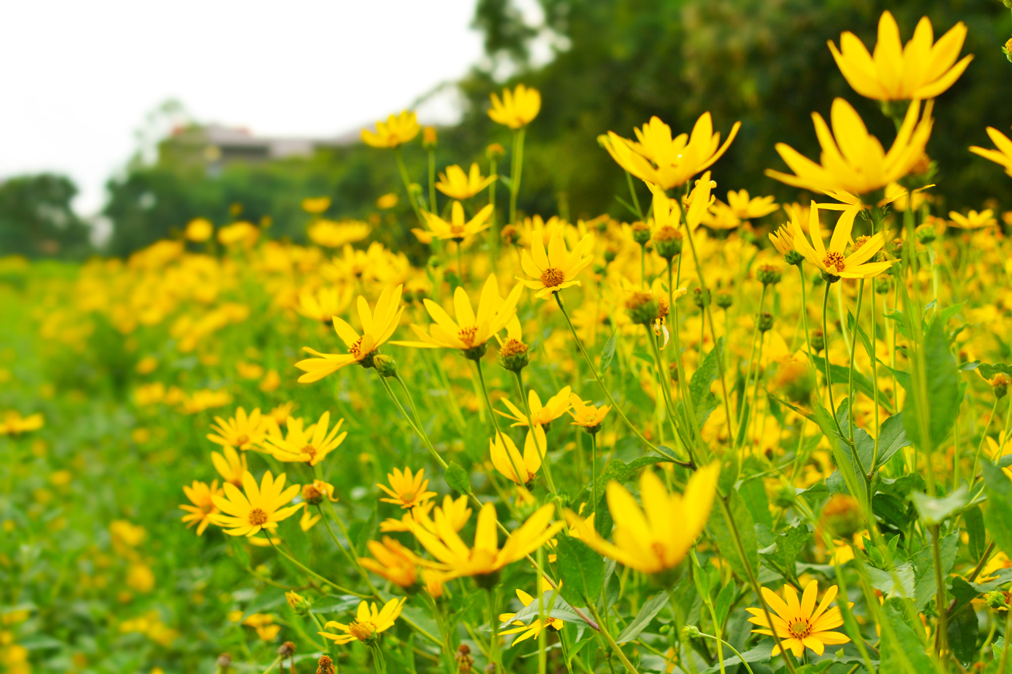 Nikon AF-S Micro-Nikkor 60mm F2.8G ED sample photo. Jerusalem artichokes sunflower photography