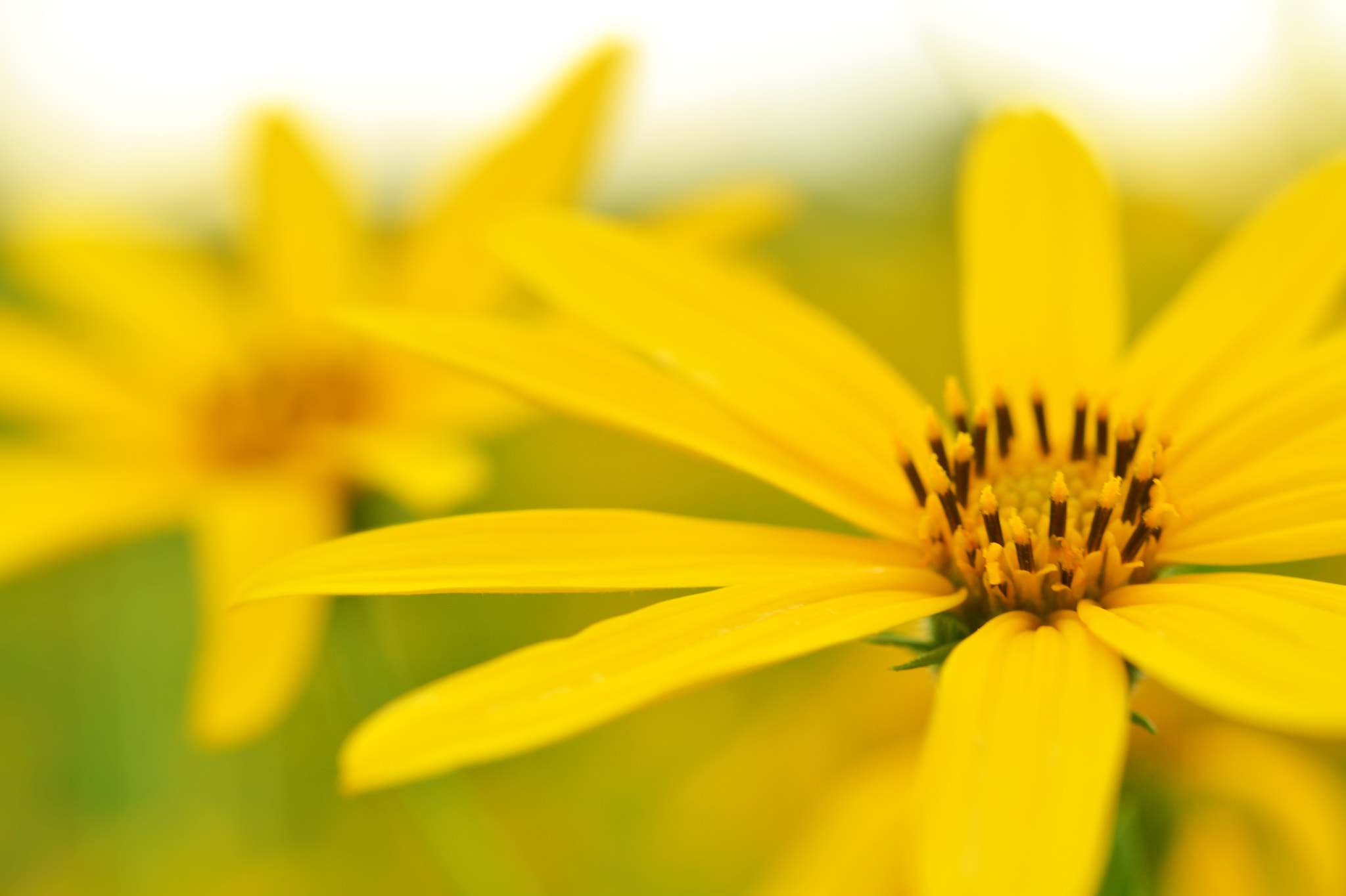 Nikon AF-S Micro-Nikkor 60mm F2.8G ED sample photo. Jerusalem artichokes sunflower photography