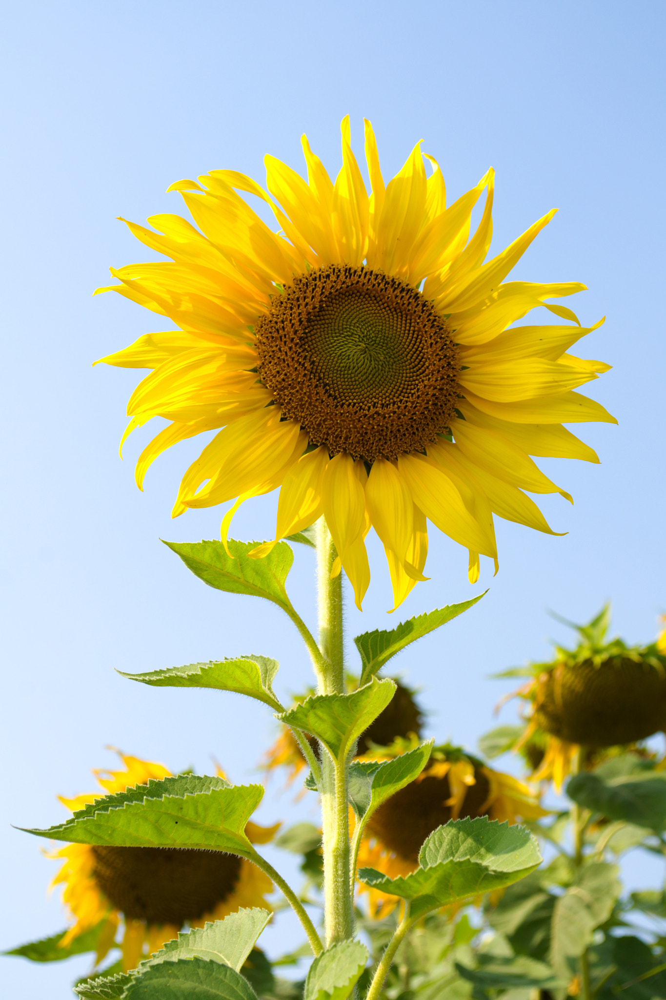 18.00 - 55.00 mm f/3.5 - 5.6 sample photo. Sunflower blossoming photography