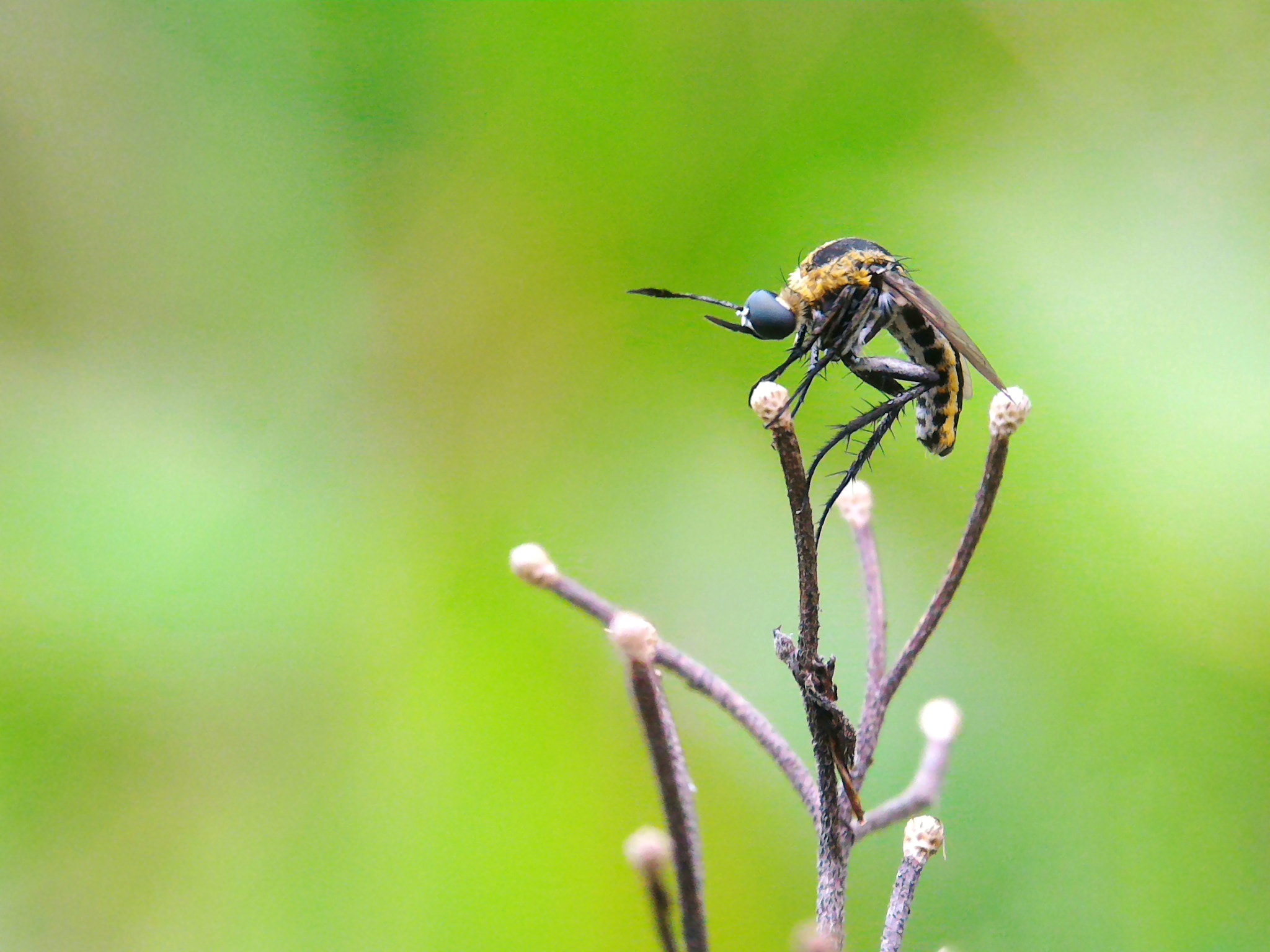 ASUS Z008D sample photo. Toxophora photography