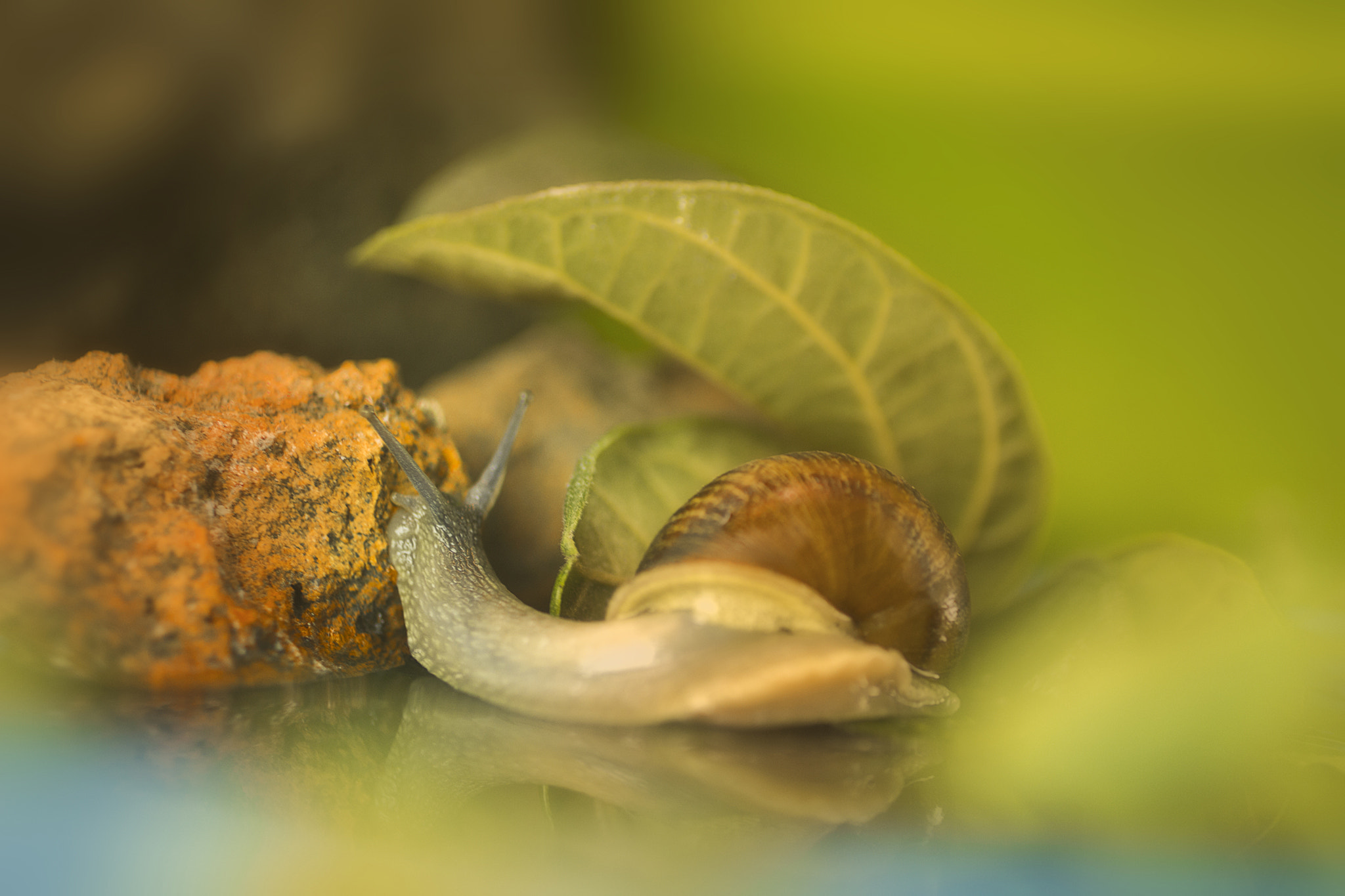 Canon EF 50mm F2.5 Macro sample photo. Colorful photography