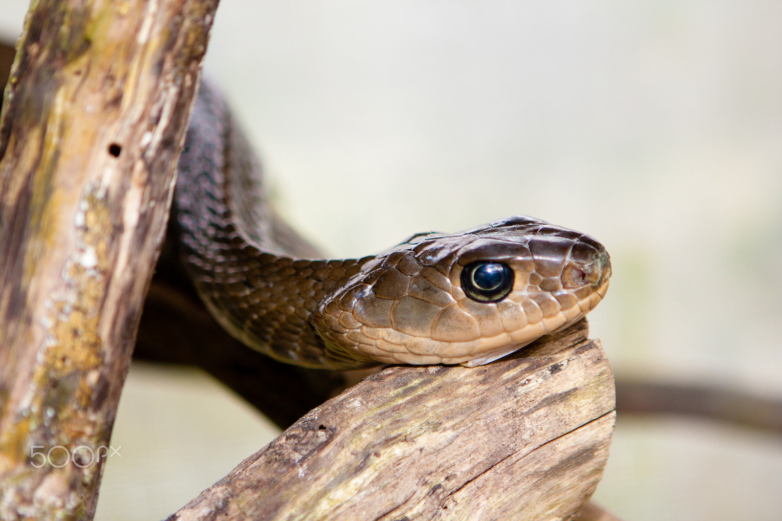 Canon EOS 450D (EOS Rebel XSi / EOS Kiss X2) + Canon EF 24-70mm F2.8L USM sample photo. Indochinese rat snake photography